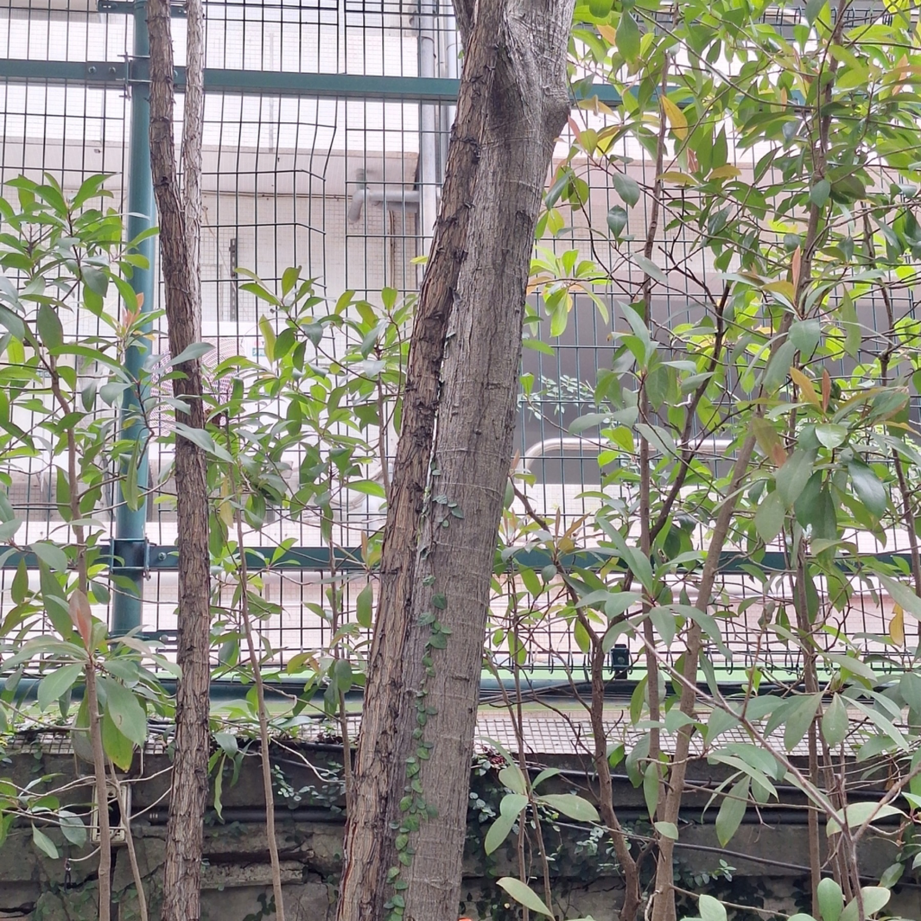 Fiddle-Leaf Fig — photo 9