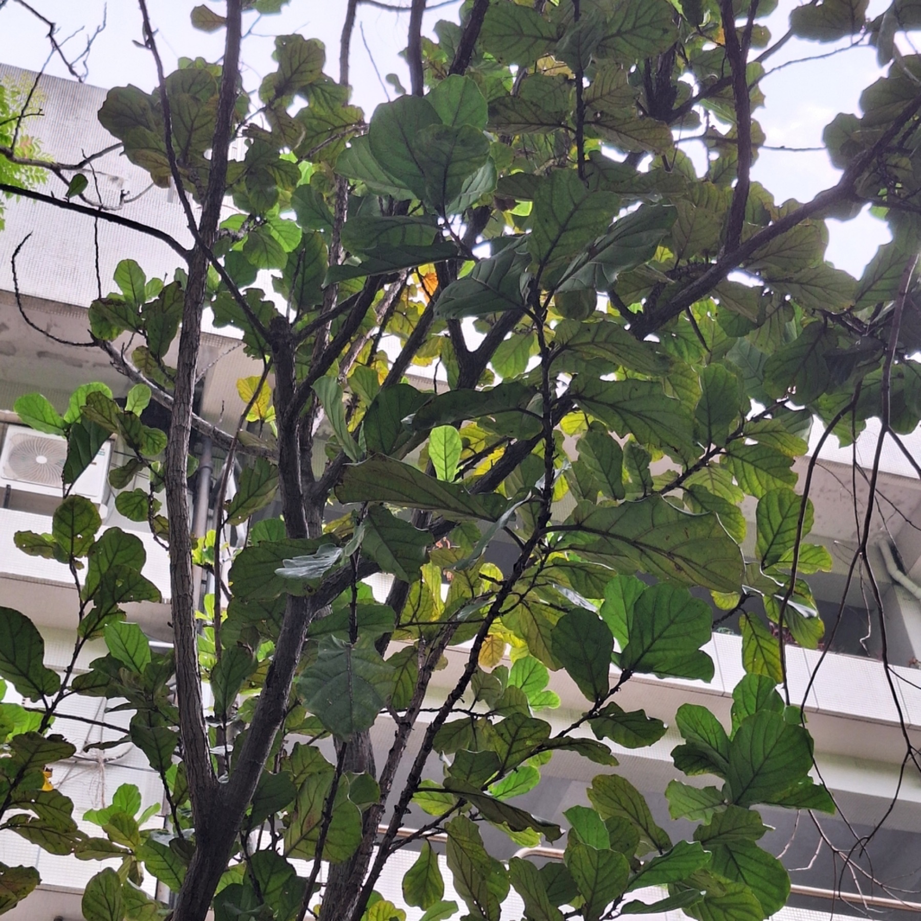 Fiddle-Leaf Fig — photo 10