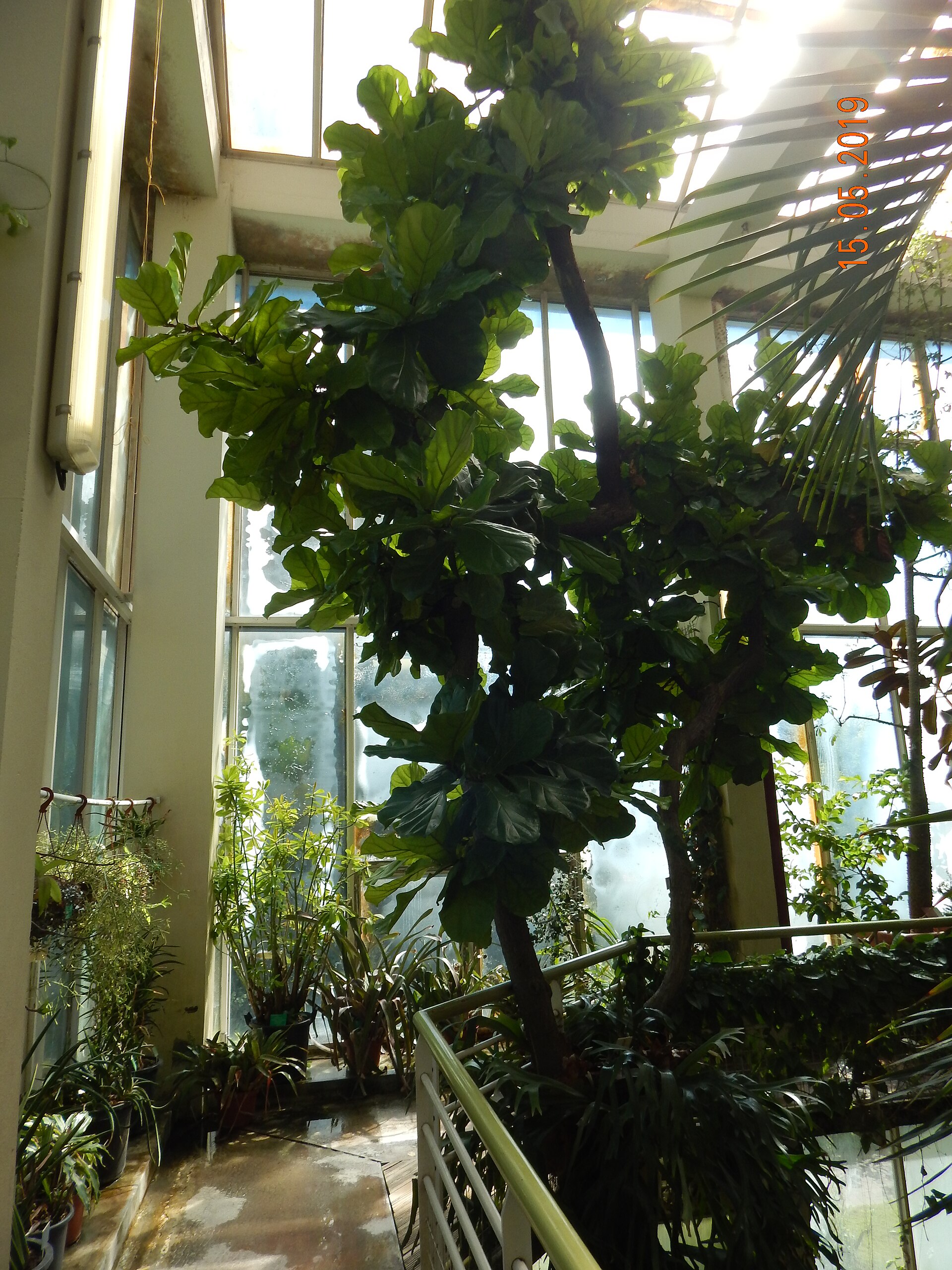 Fiddle-Leaf Fig — photo 12