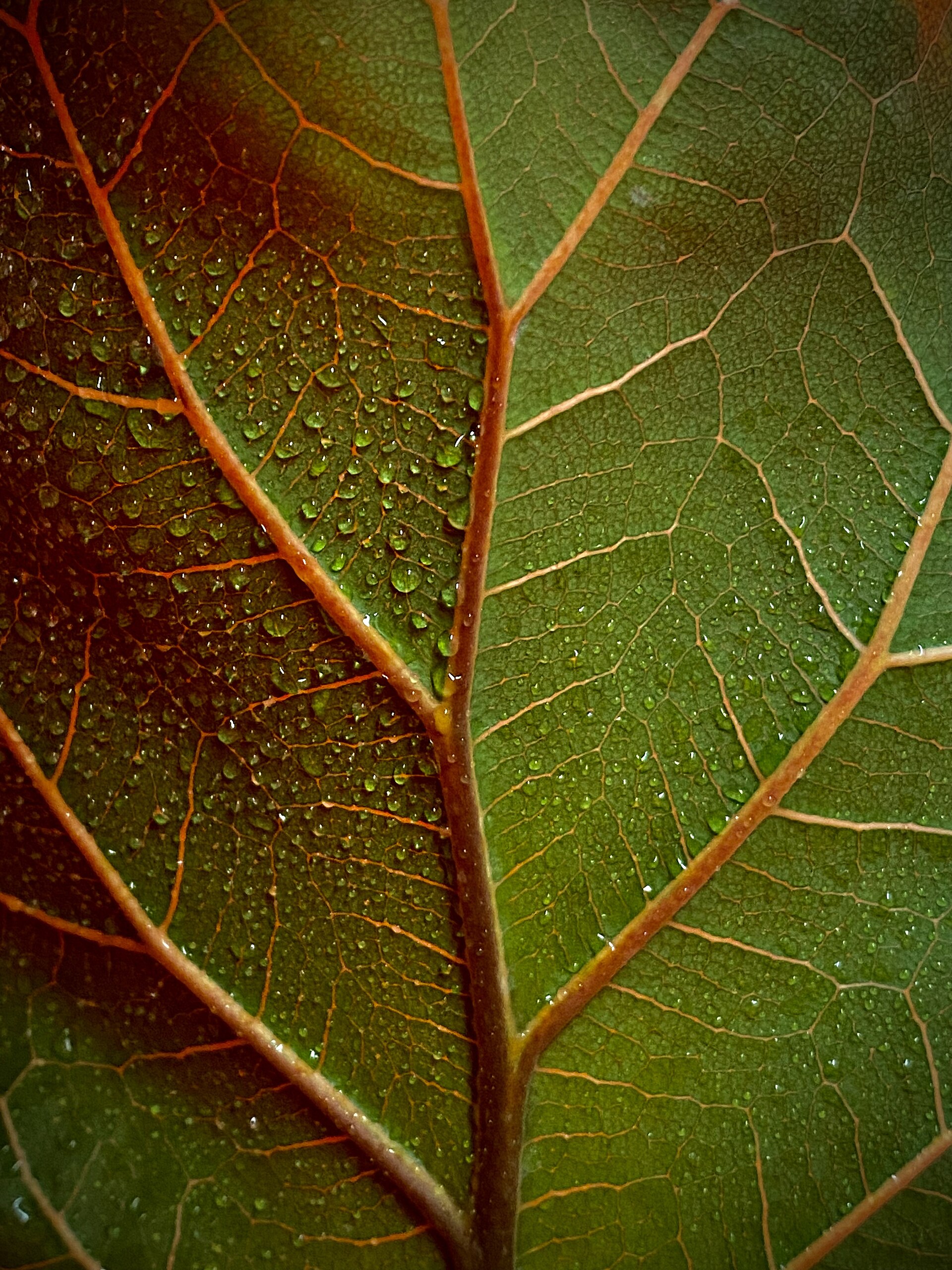 Fiddle-Leaf Fig — photo 13