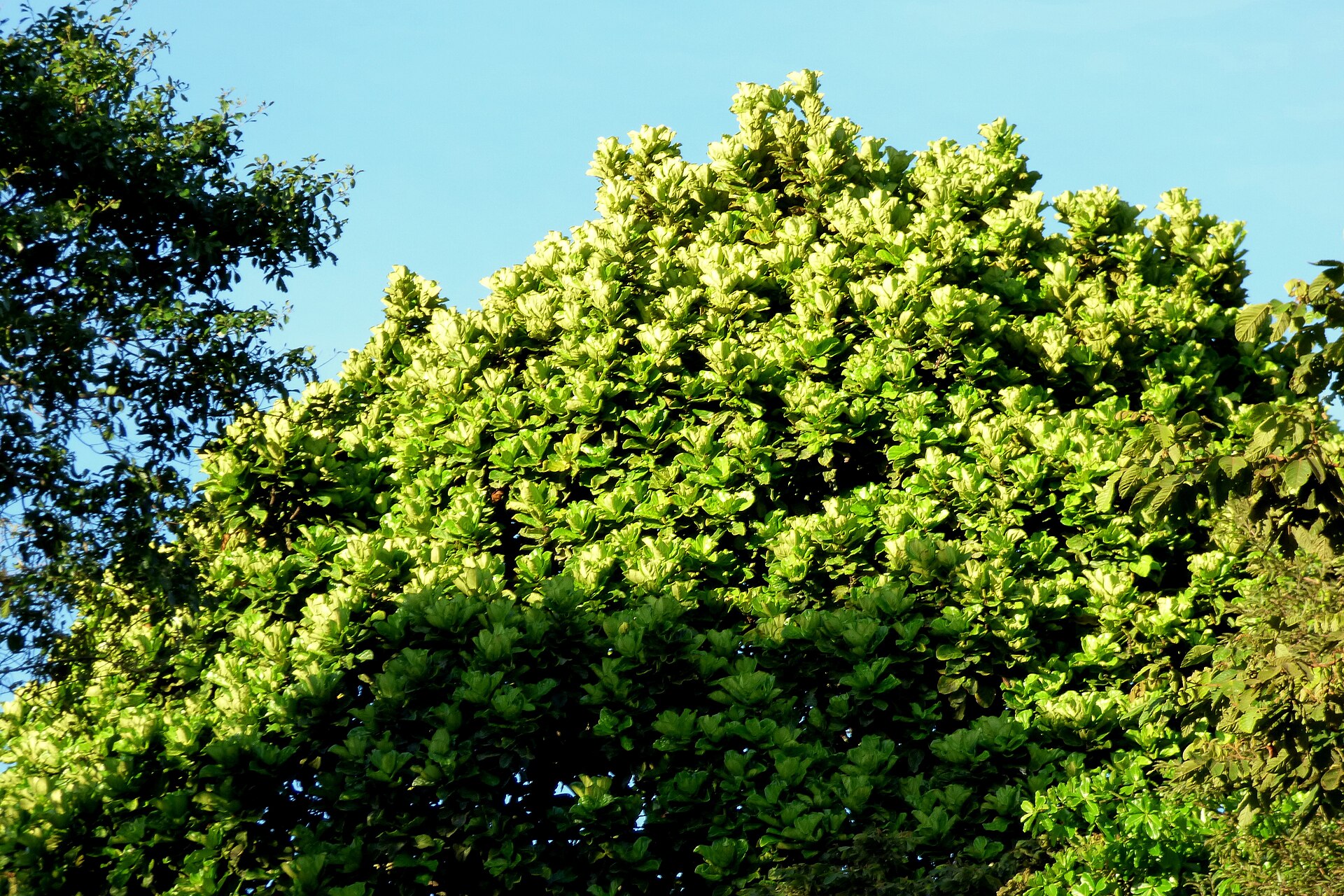 Fiddle-Leaf Fig — photo 14