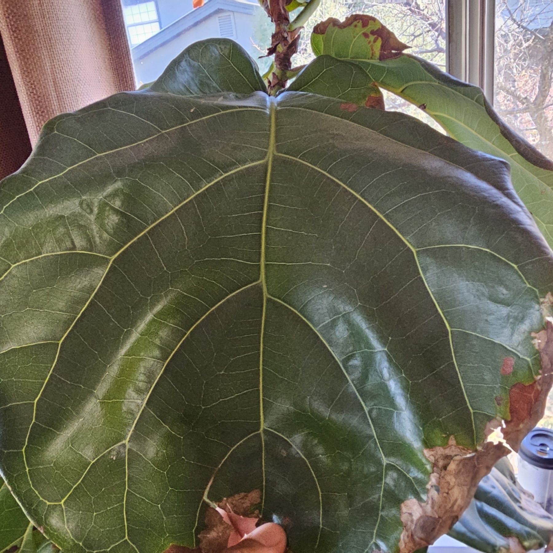 Fiddle-Leaf Fig — photo 1
