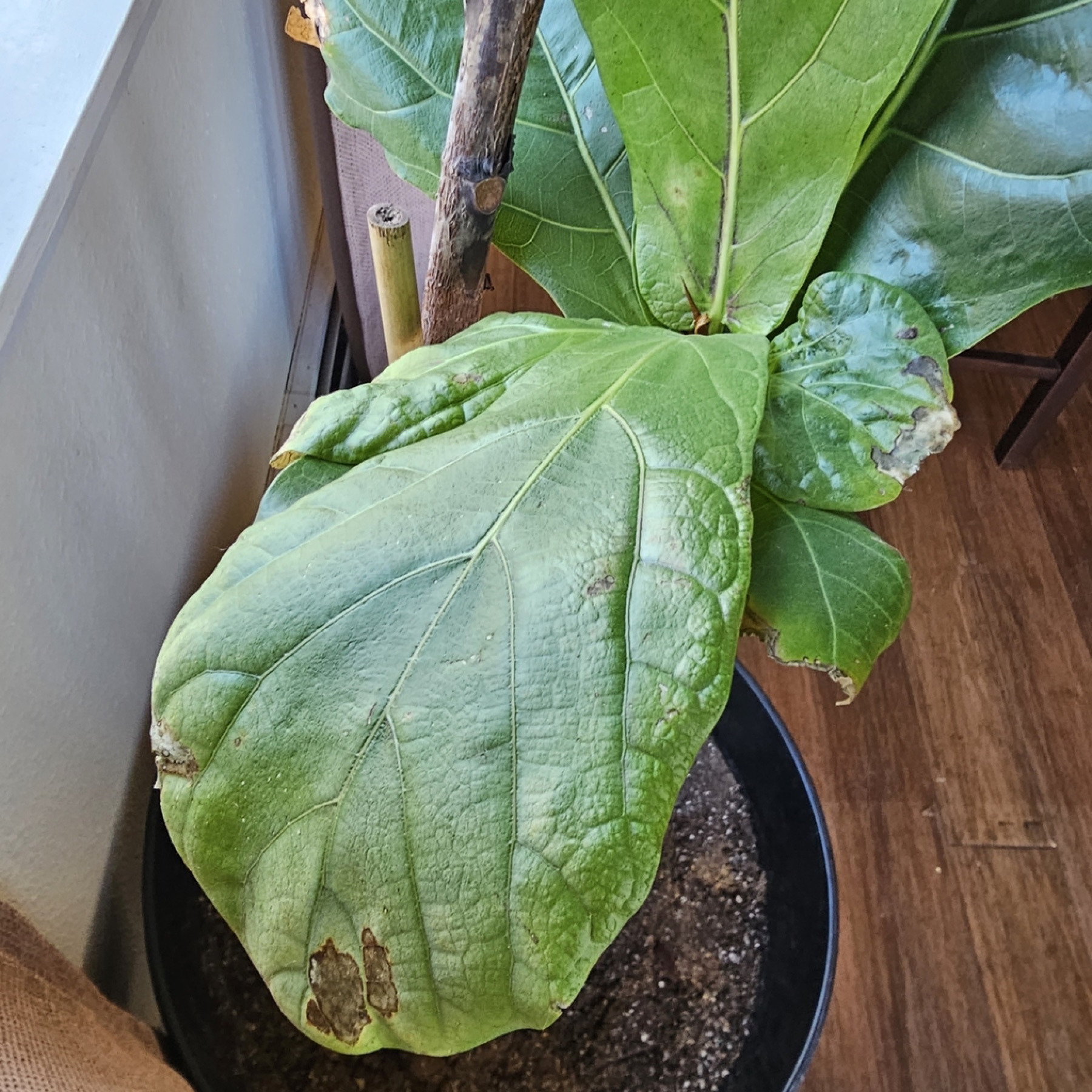 Fiddle-Leaf Fig — photo 2