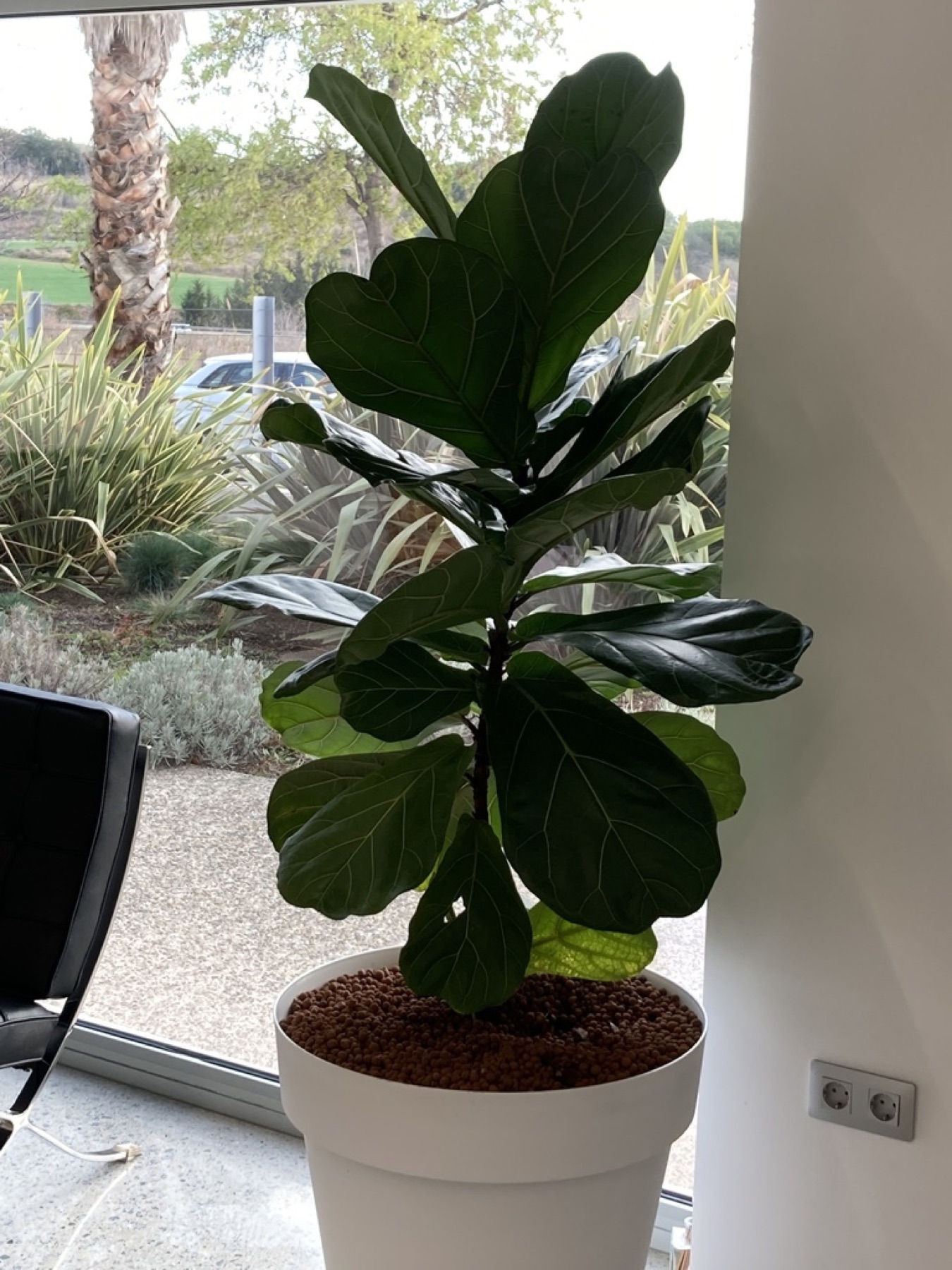 Fiddle-Leaf Fig — photo 3
