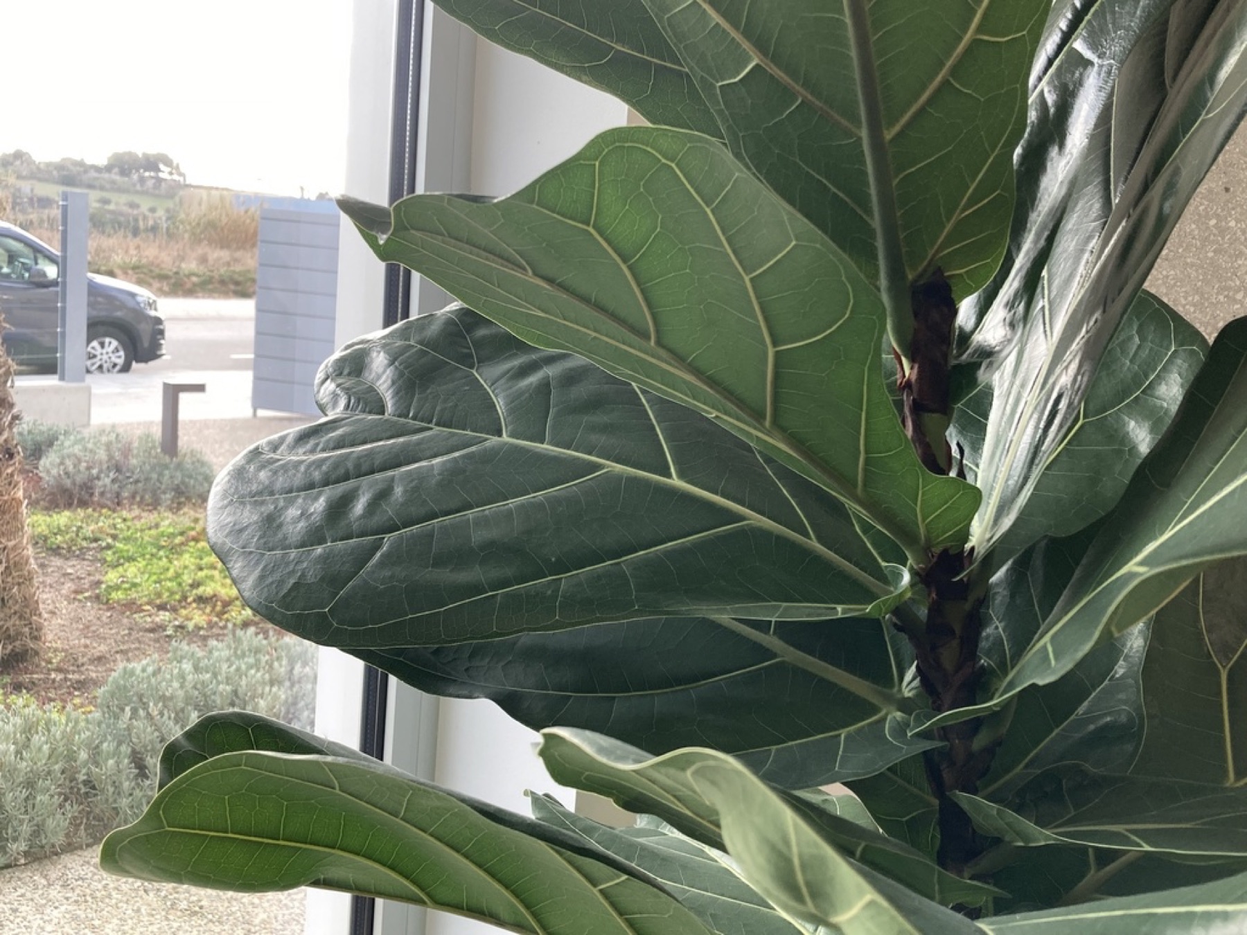 Fiddle-Leaf Fig — photo 4