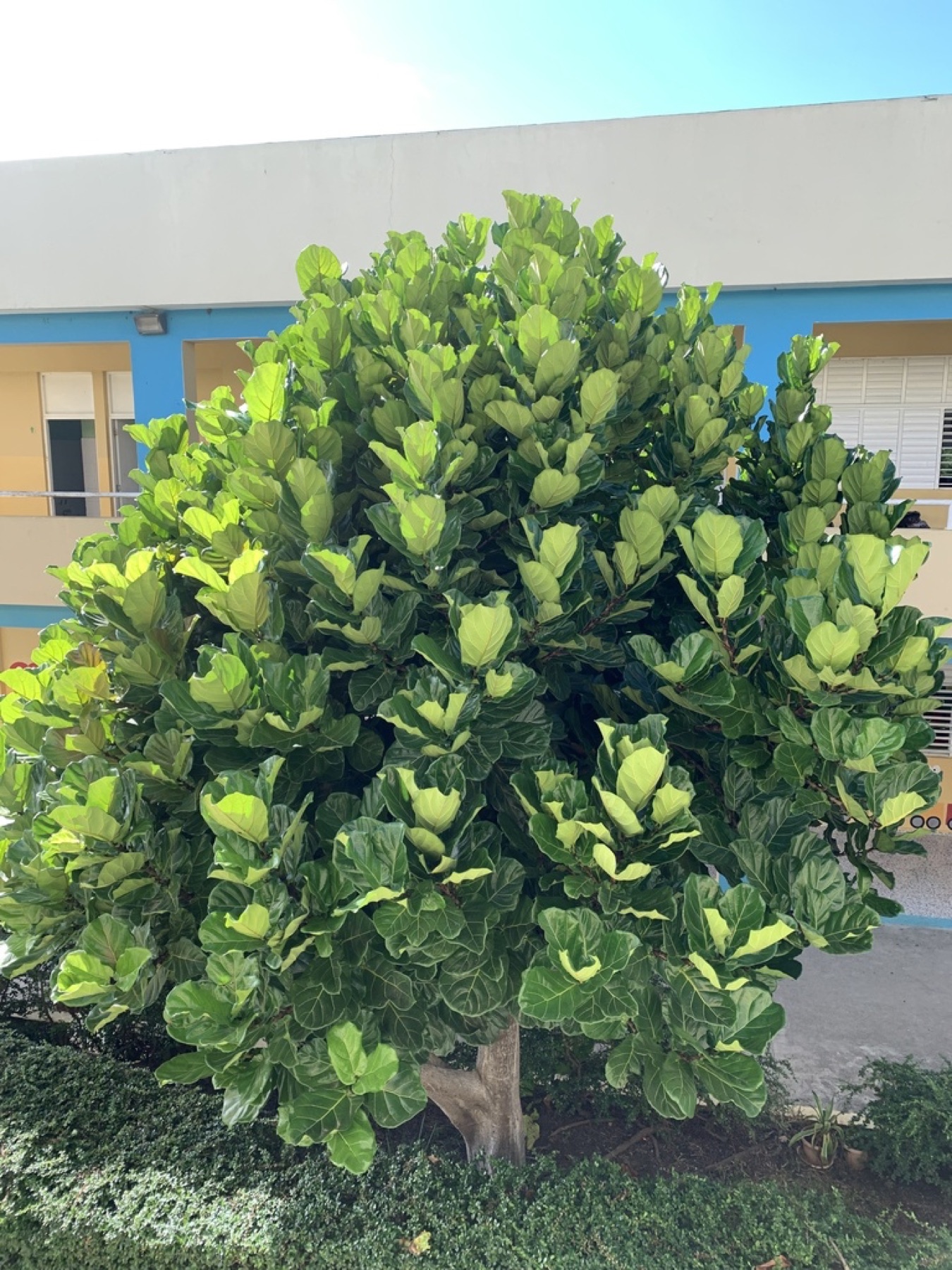 Fiddle-Leaf Fig — photo 5
