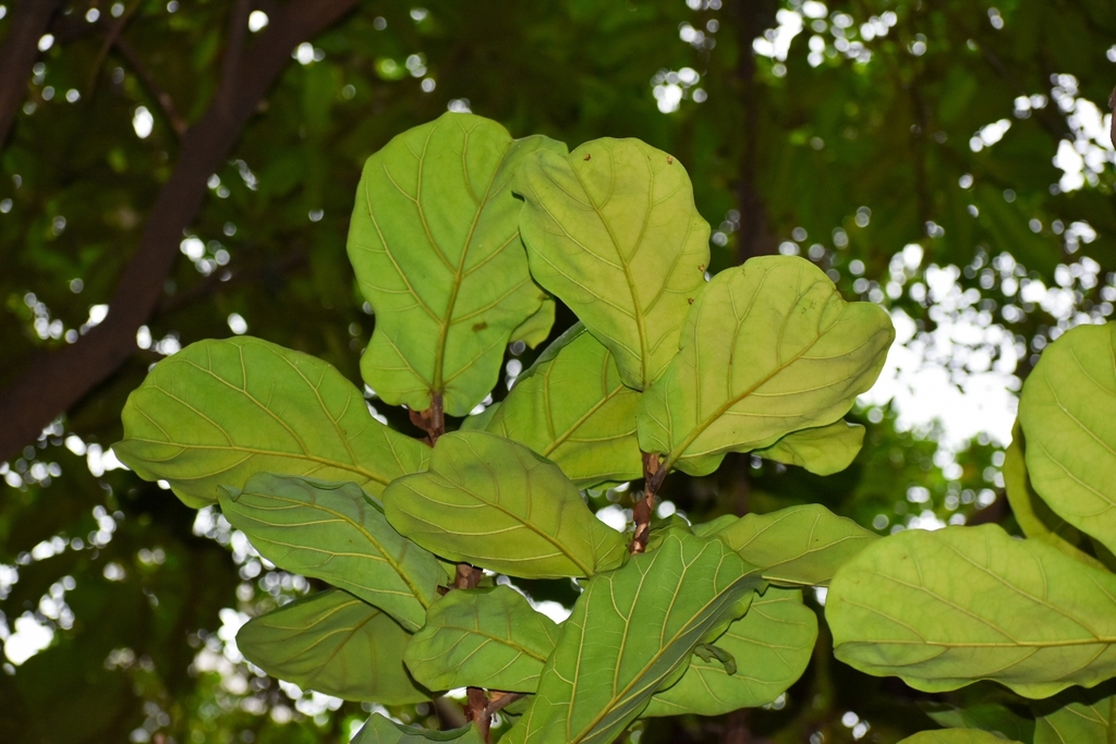 Fiddle-Leaf Fig — photo 11