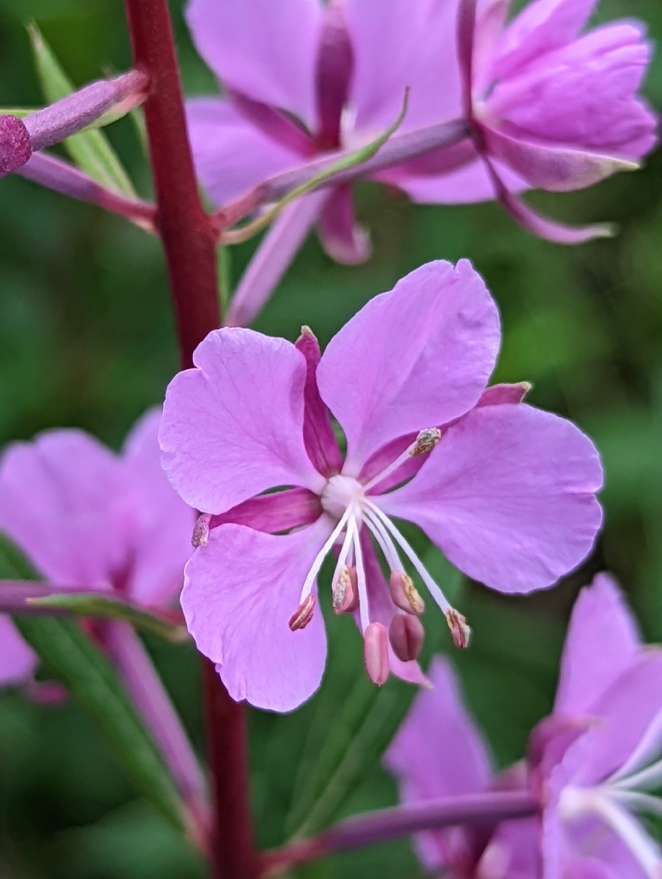 Fireweed — photo 6