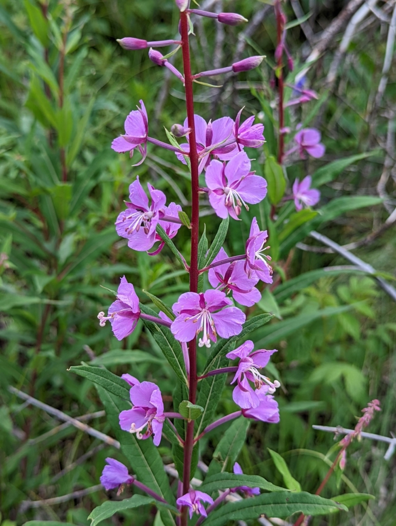 Fireweed — photo 7