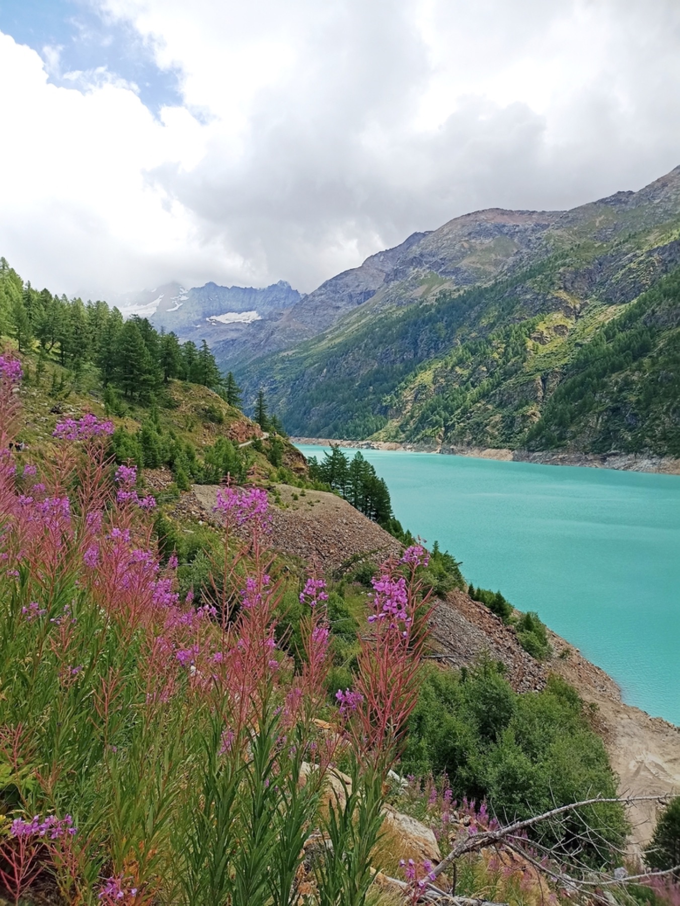 Fireweed — photo 8