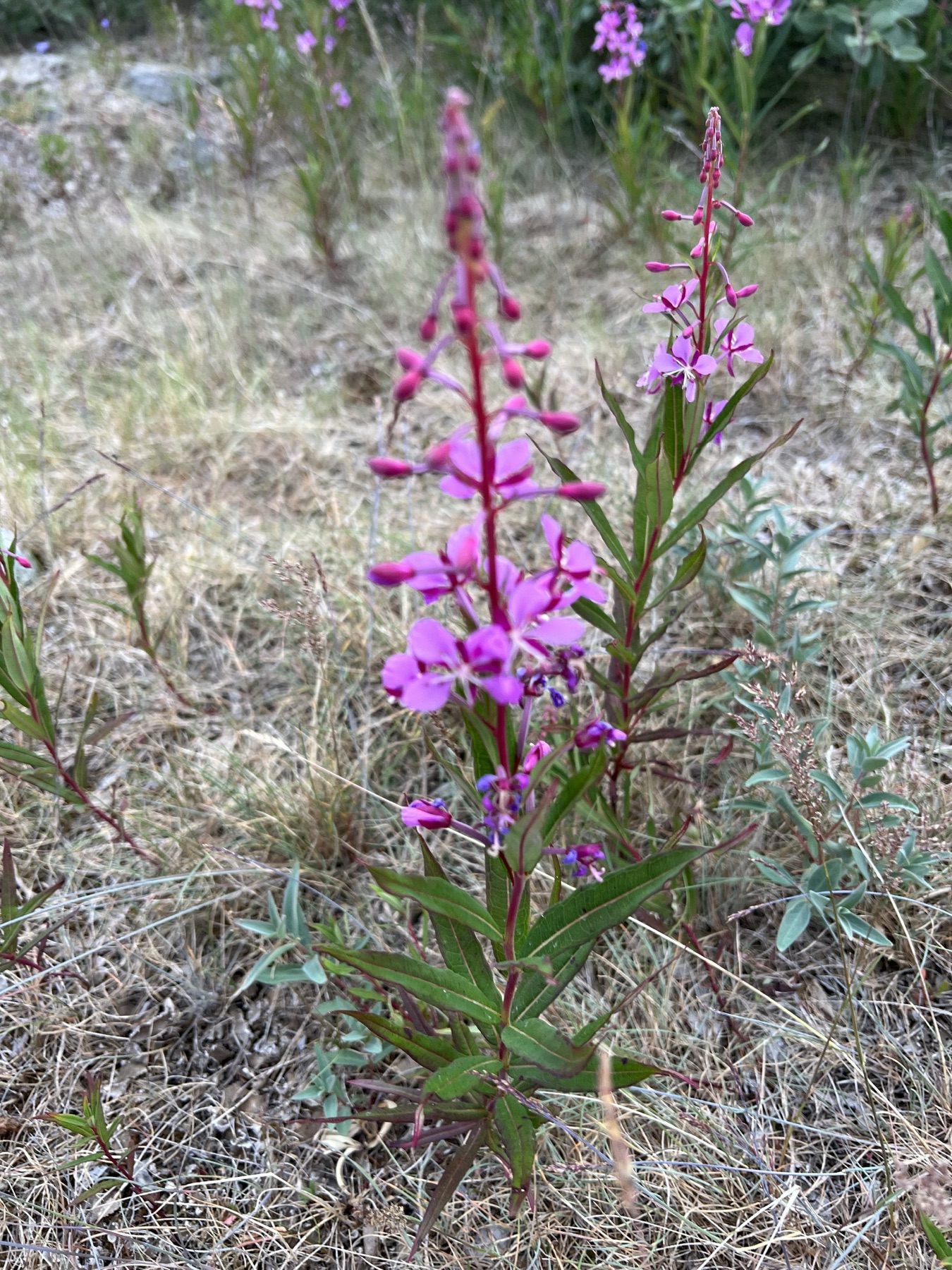 Fireweed — photo 9