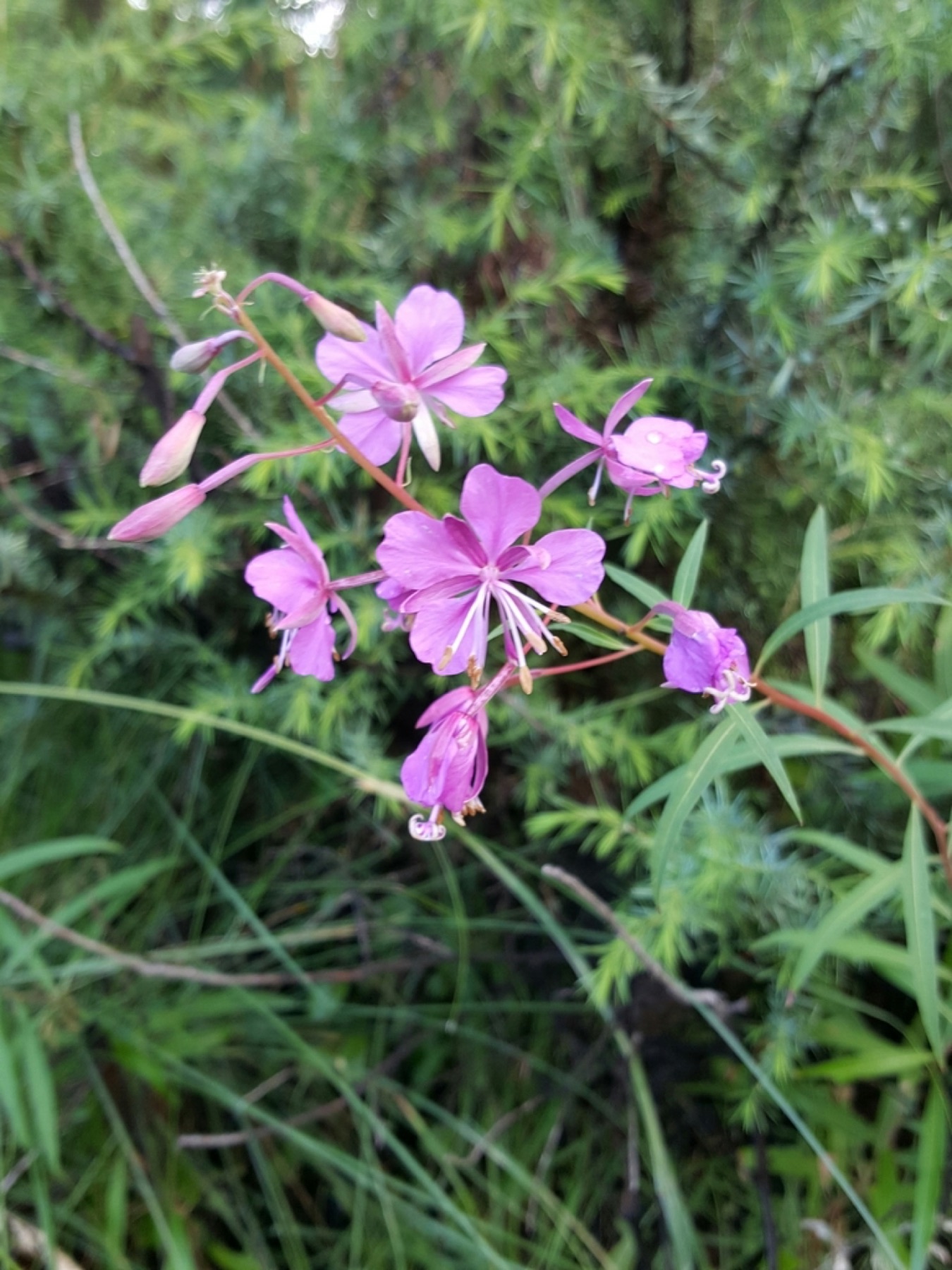 Fireweed — photo 10