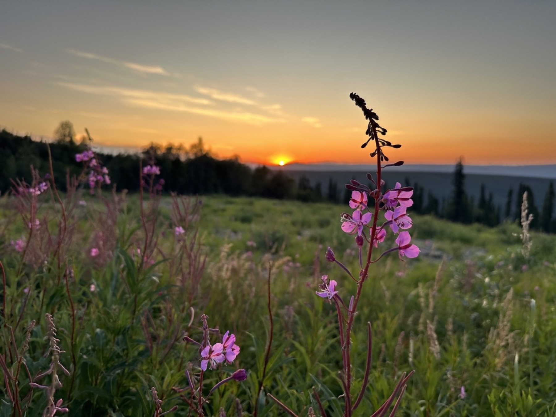 Fireweed — photo 11