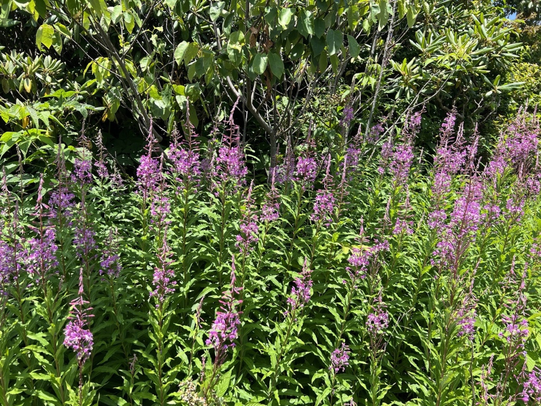 Fireweed — photo 12