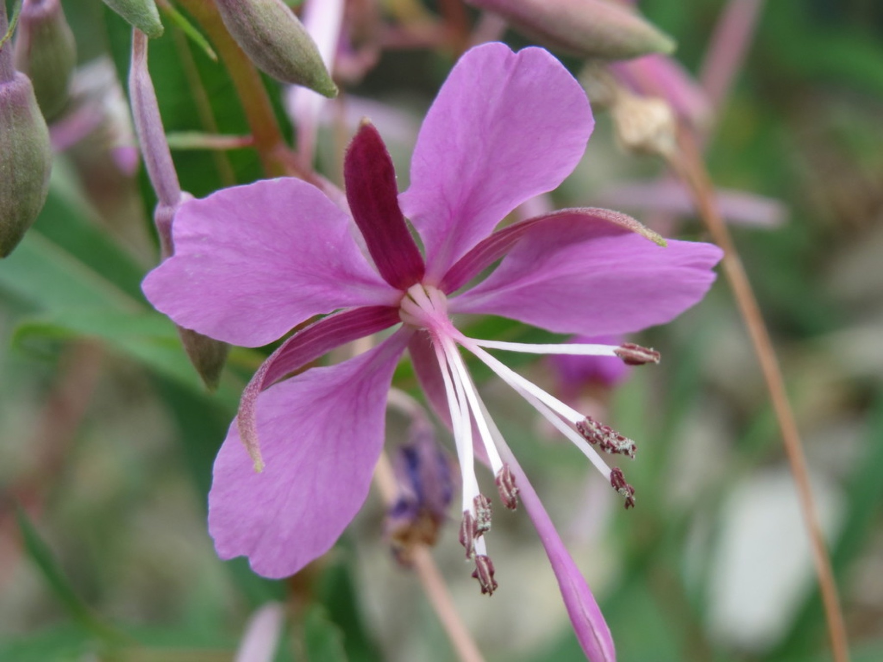 Fireweed — photo 13