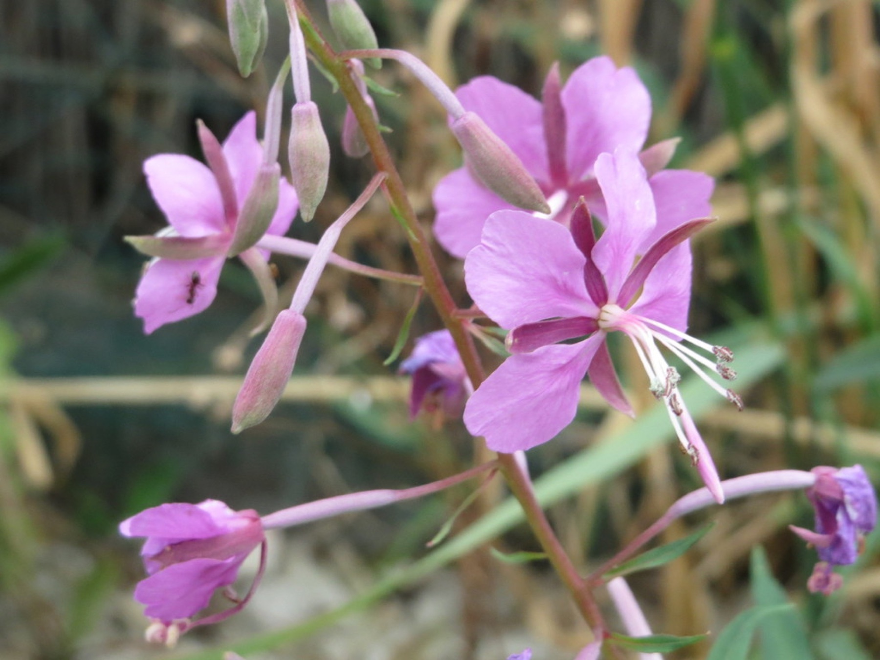 Fireweed — photo 14