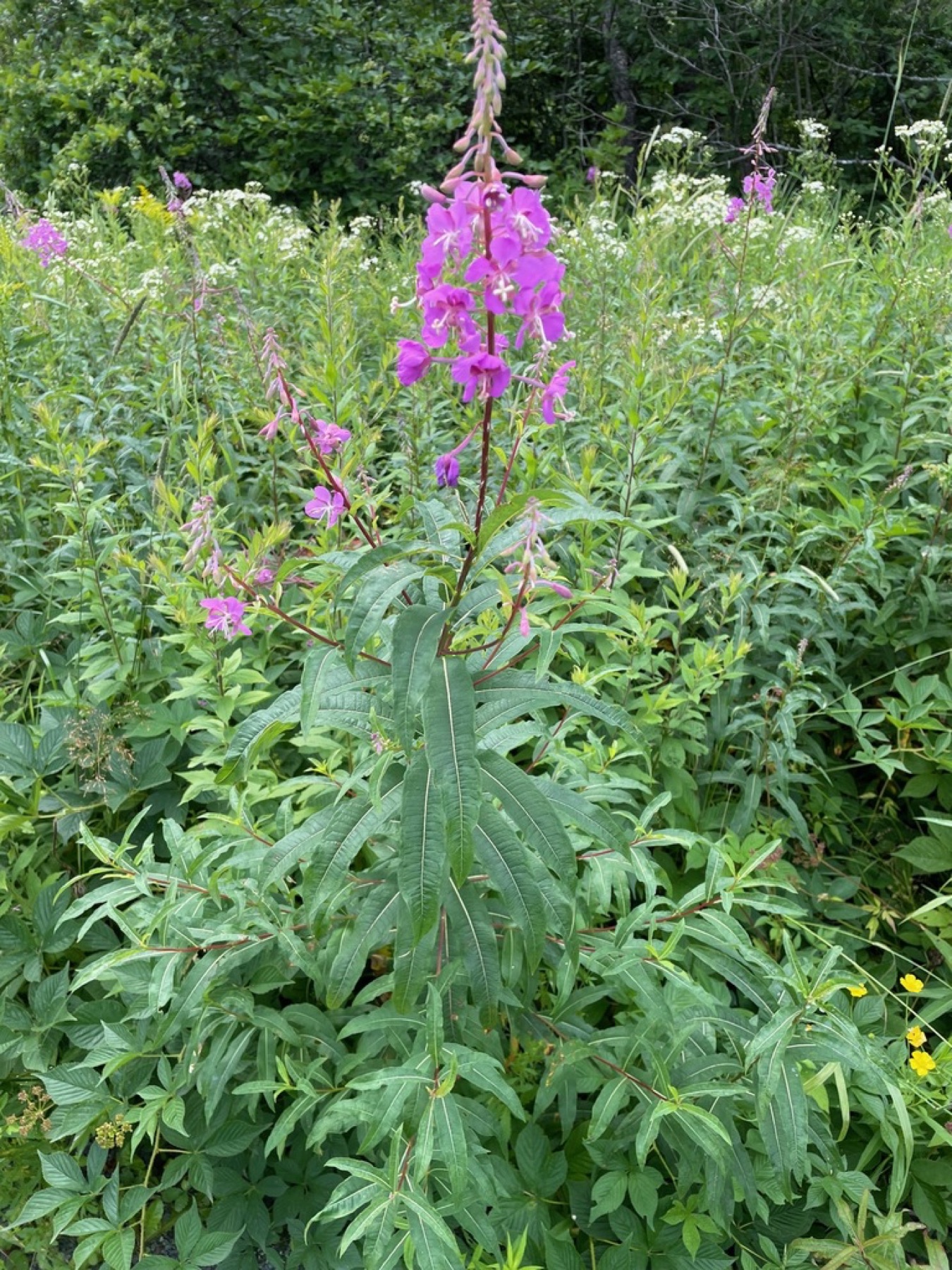Fireweed — photo 15