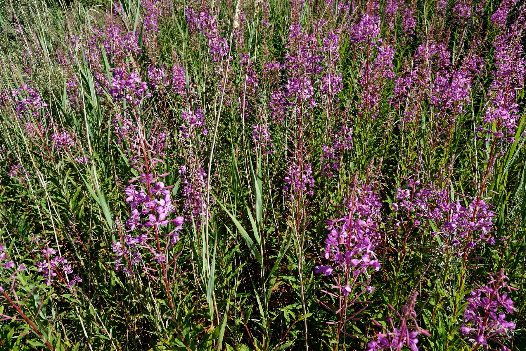Fireweed — photo 16