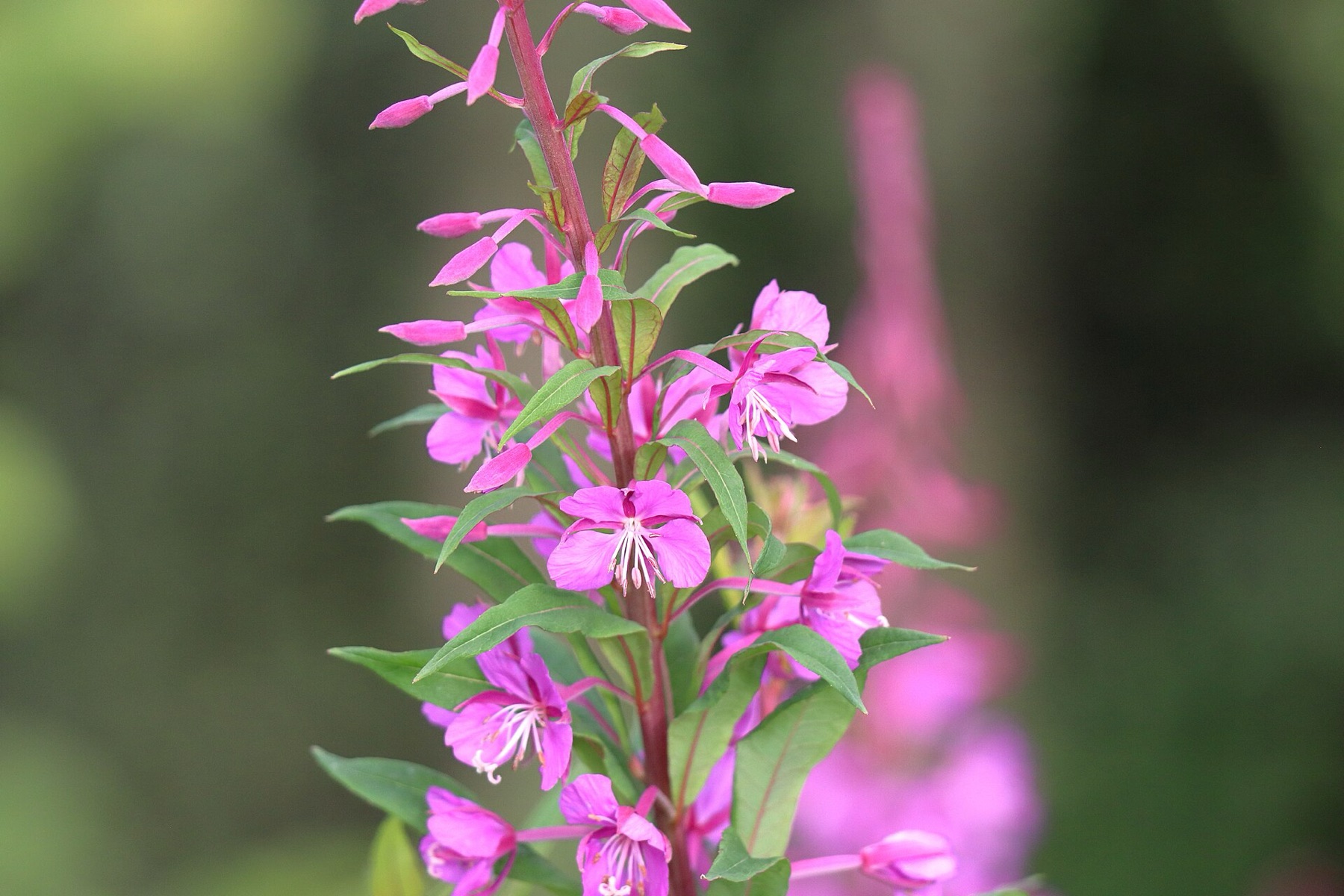 Fireweed — photo 17