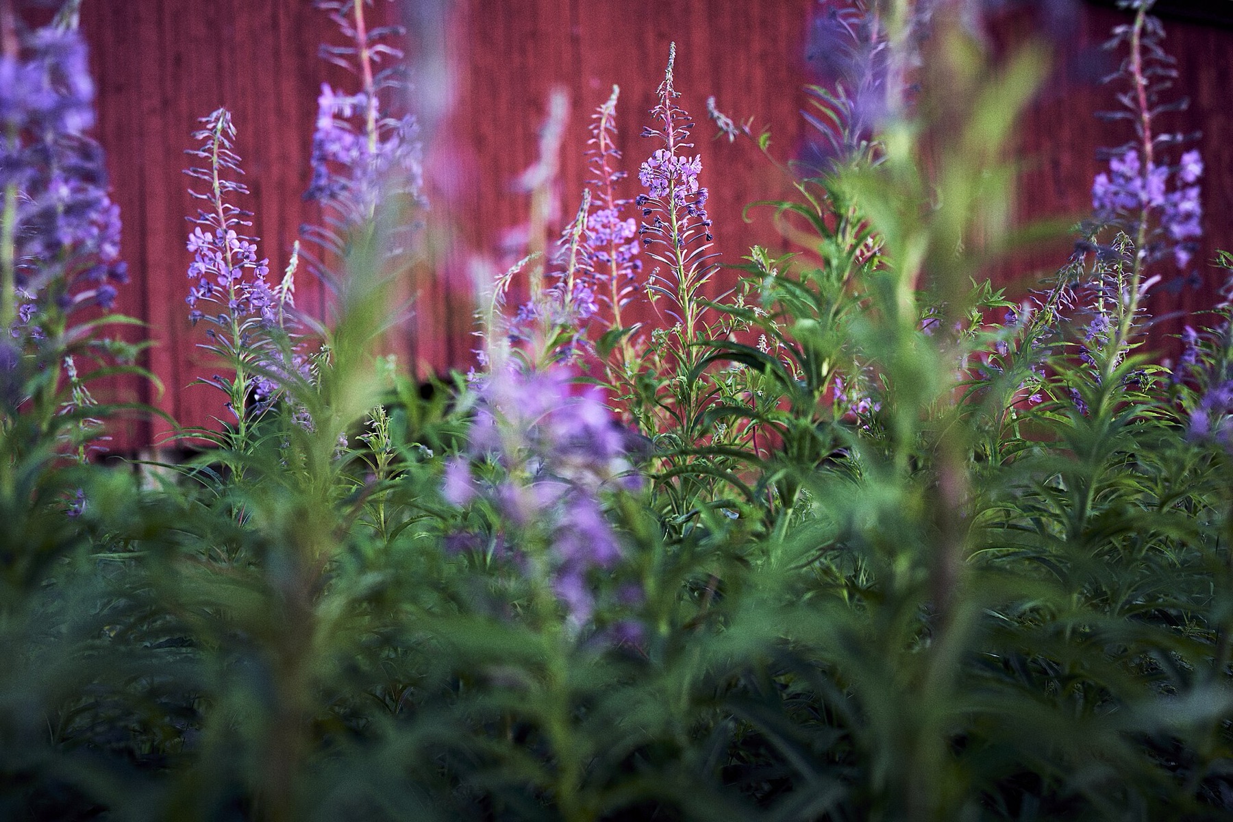 Fireweed — photo 18