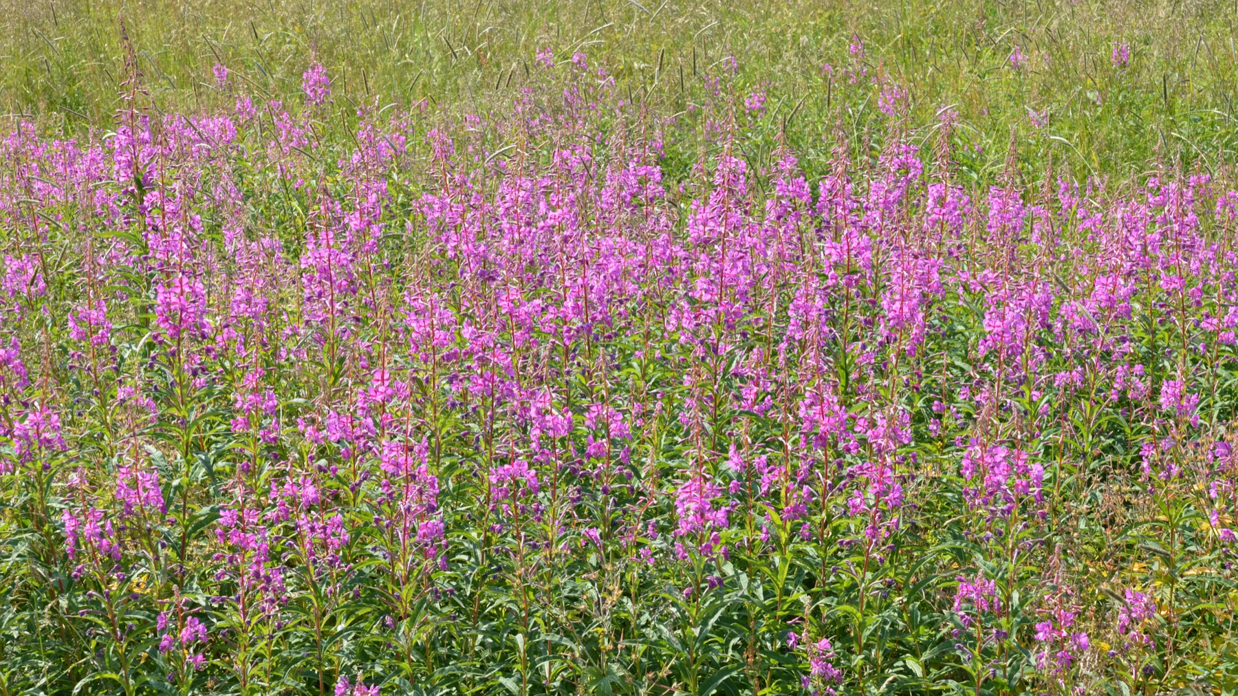 Fireweed — photo 19