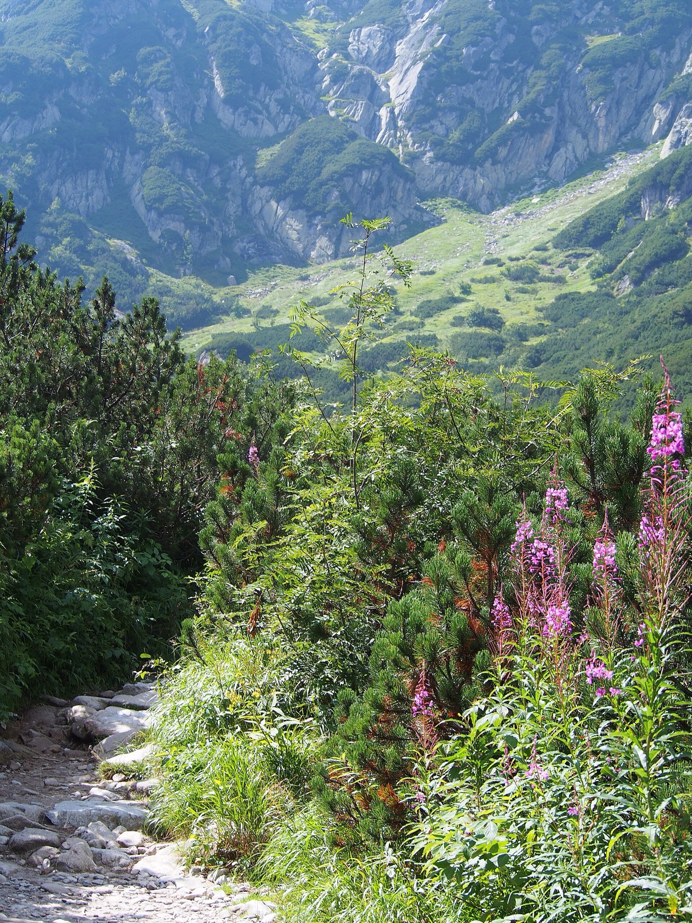 Fireweed — photo 20