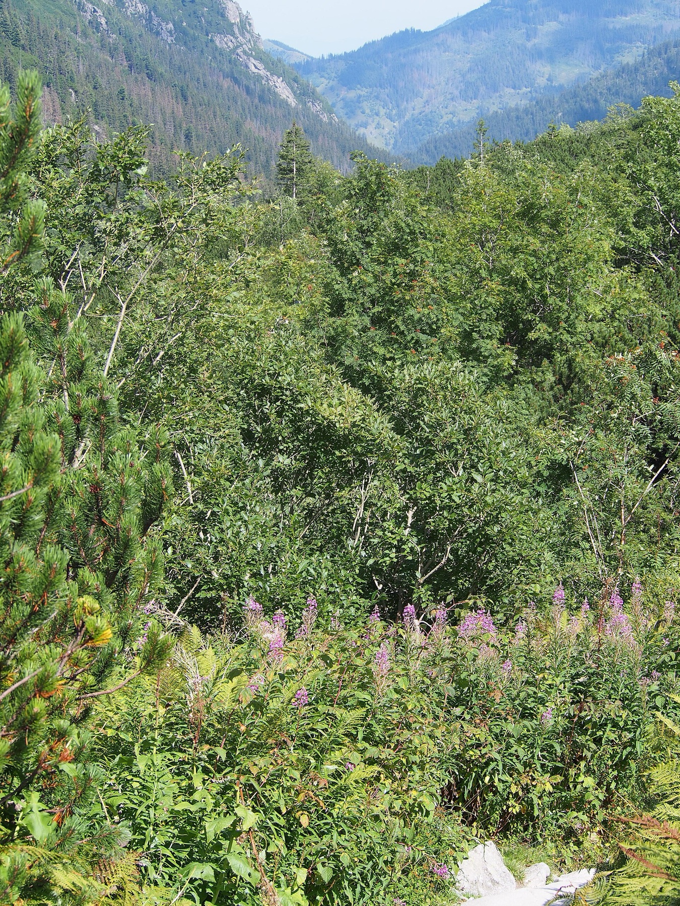 Fireweed — photo 21