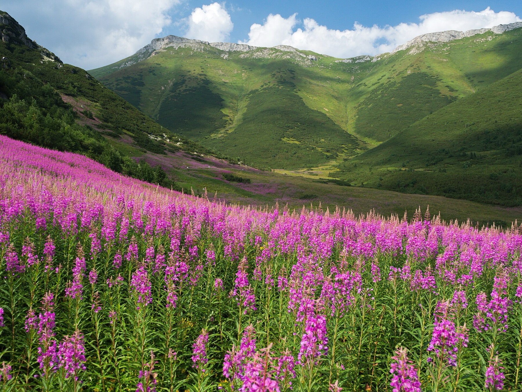 Fireweed — photo 22