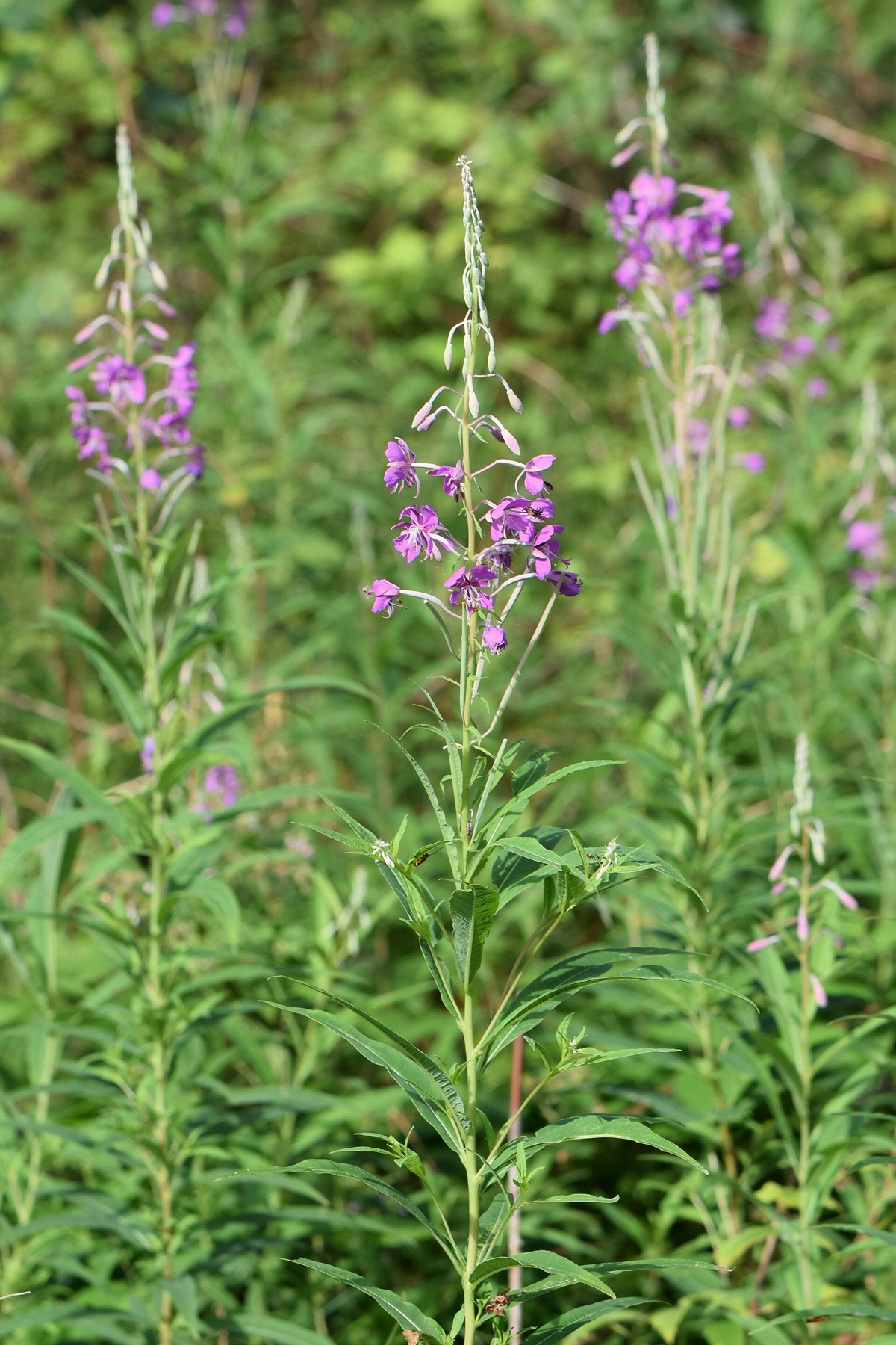 Fireweed — photo 23