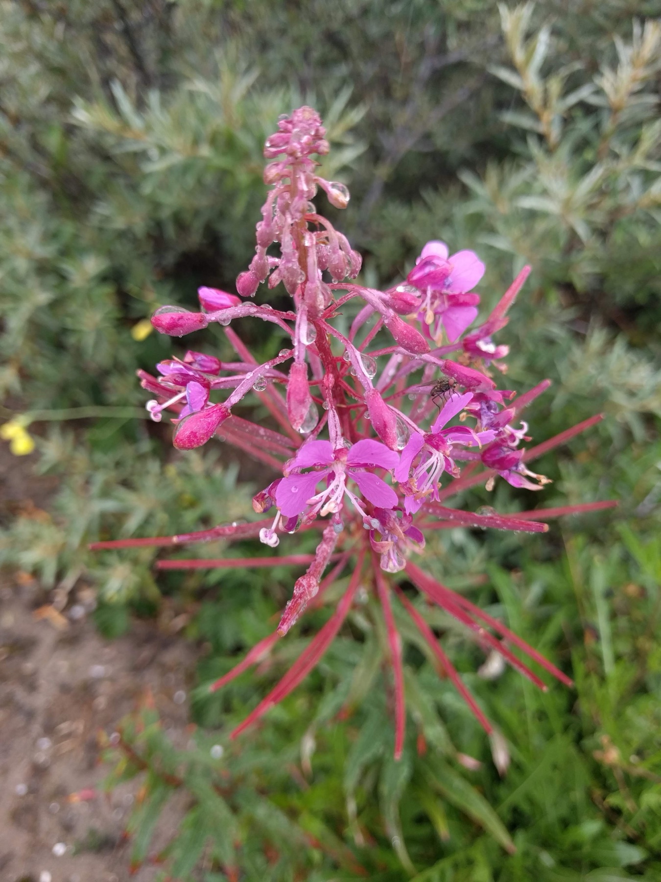 Fireweed — photo 24