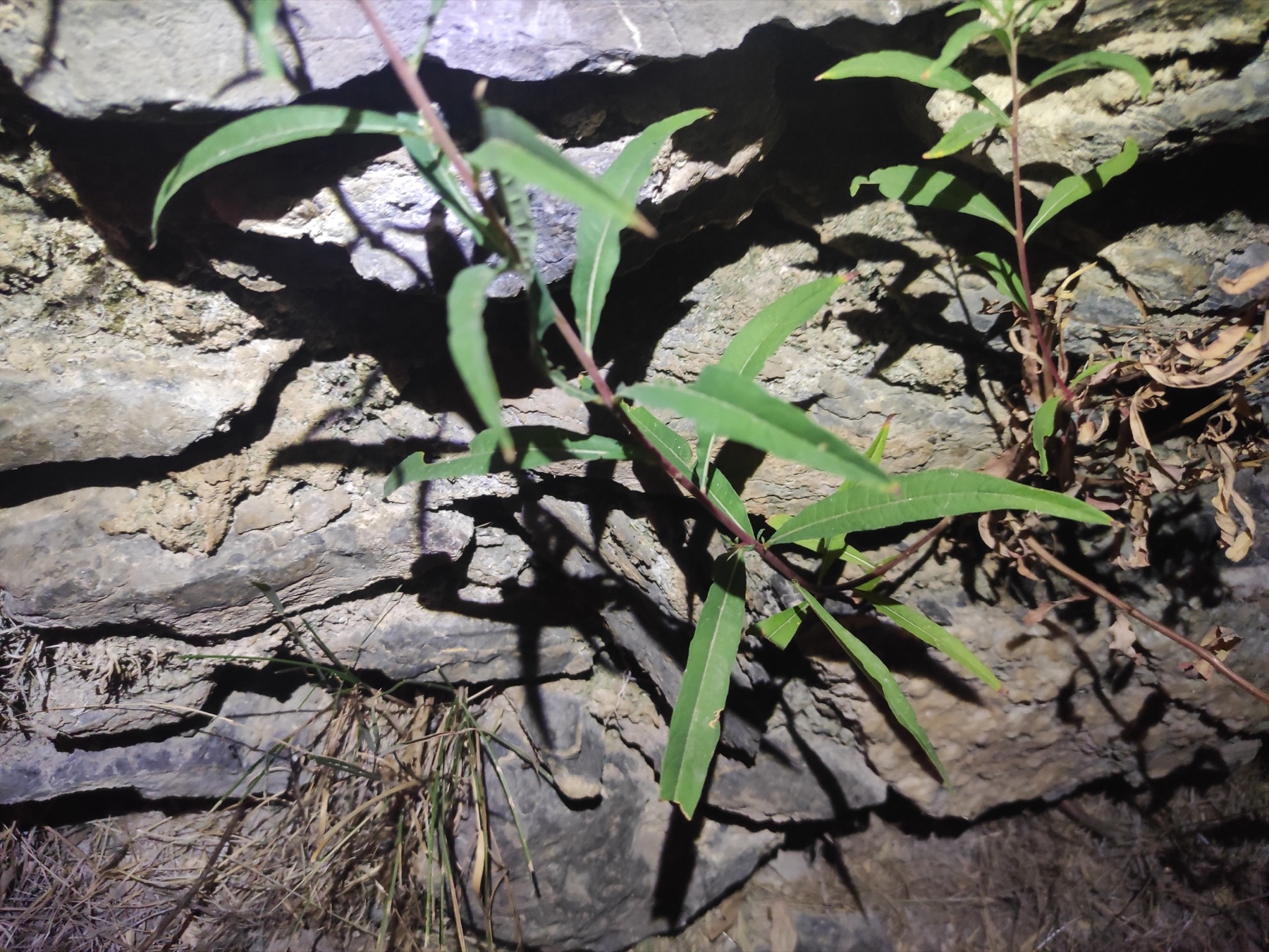 Fireweed — photo 1