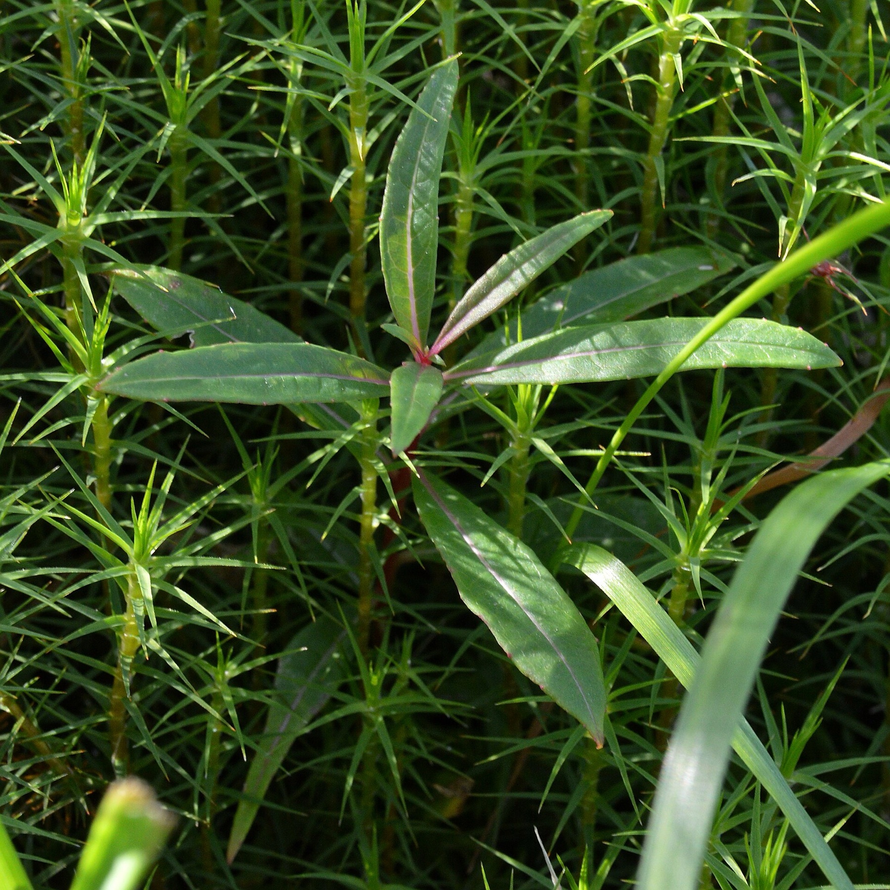 Fireweed — photo 2