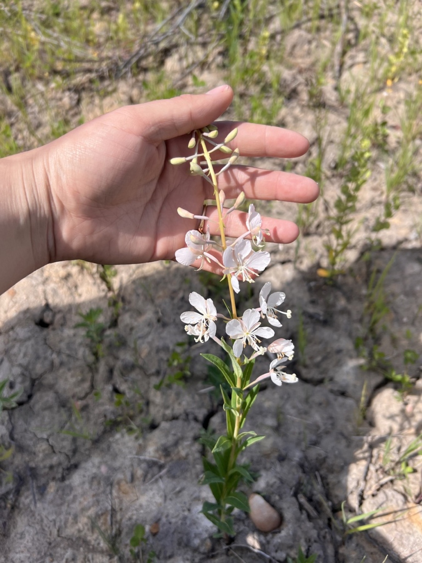Fireweed — photo 3