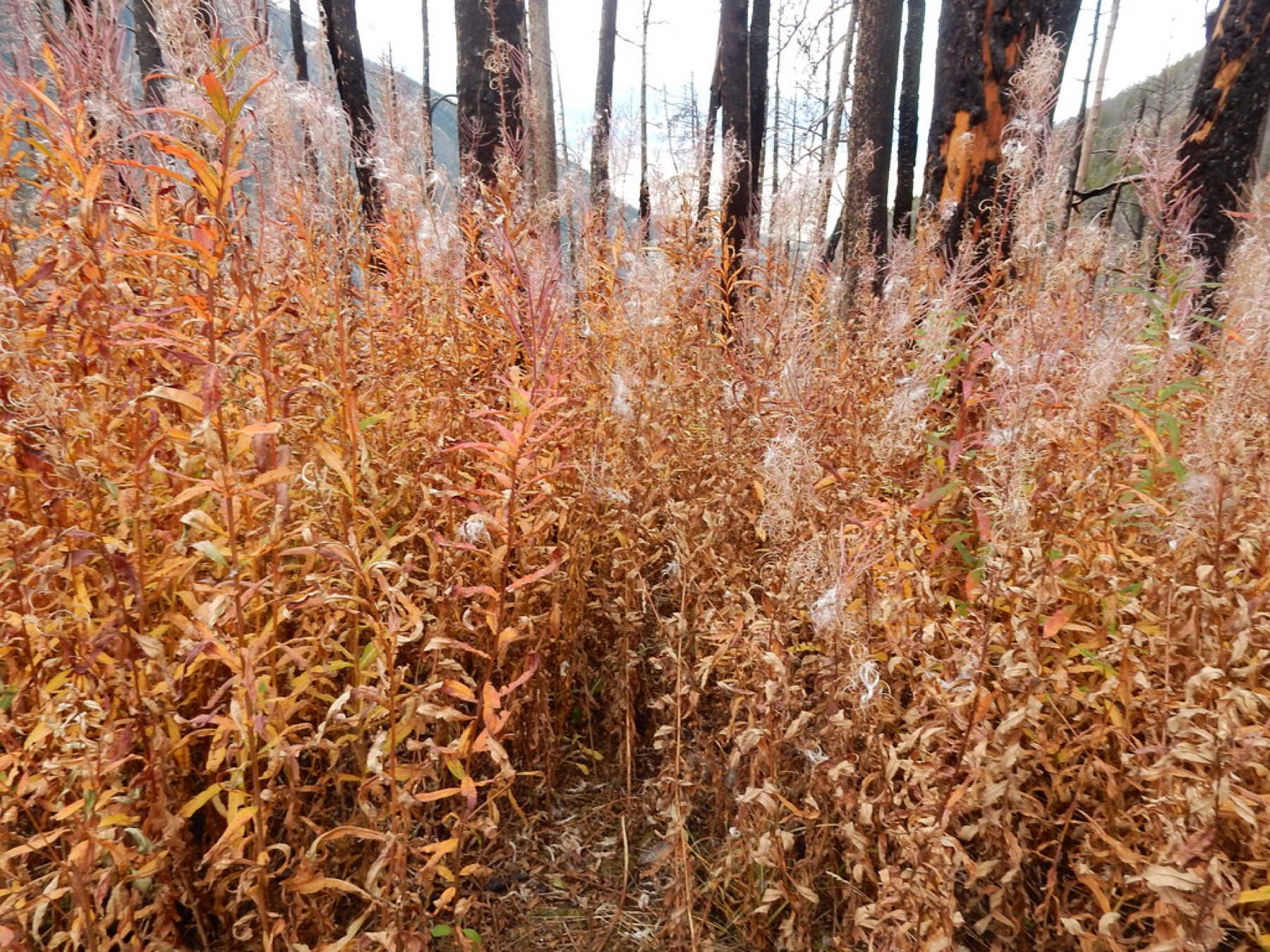 Fireweed — photo 4