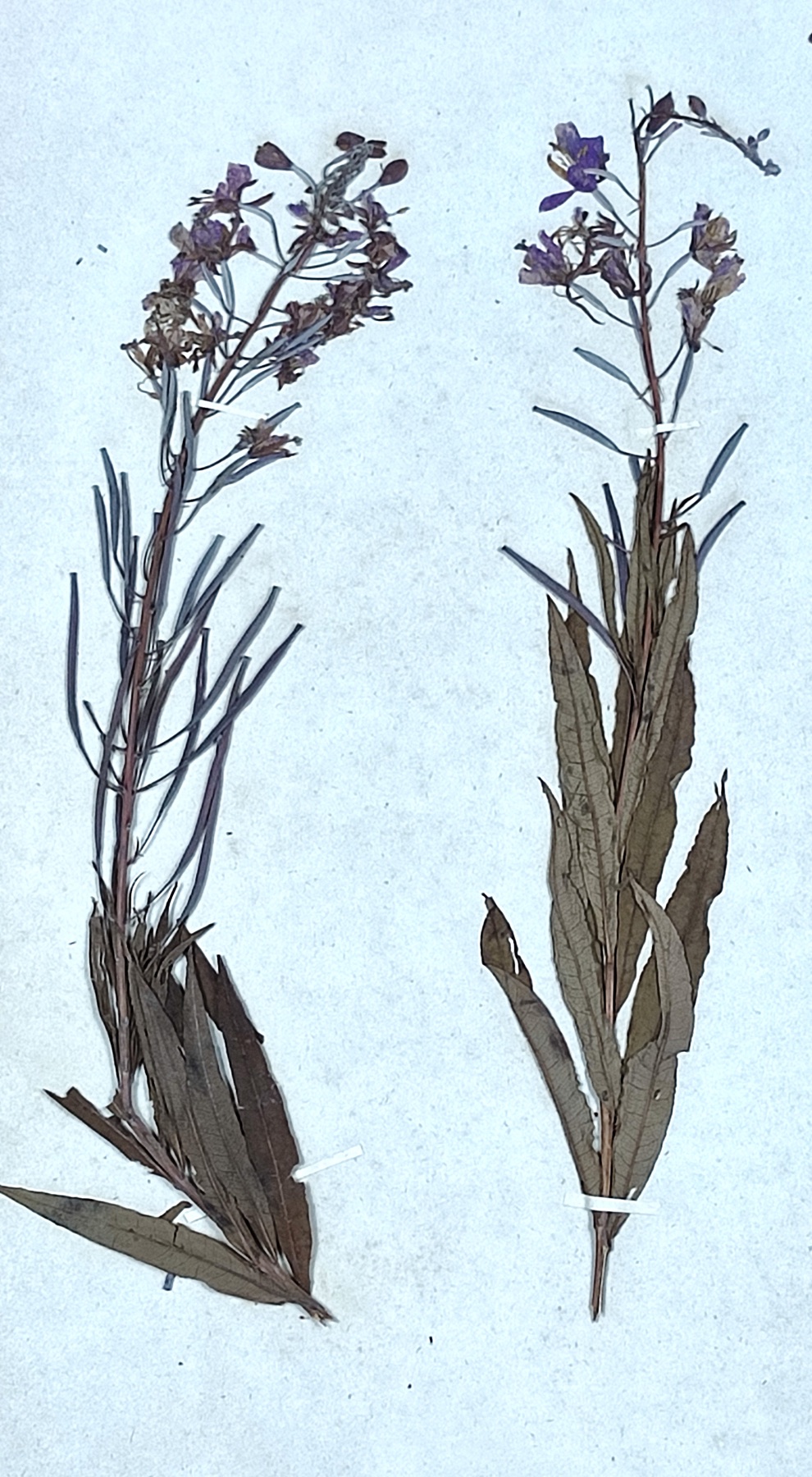 Fireweed — photo 5