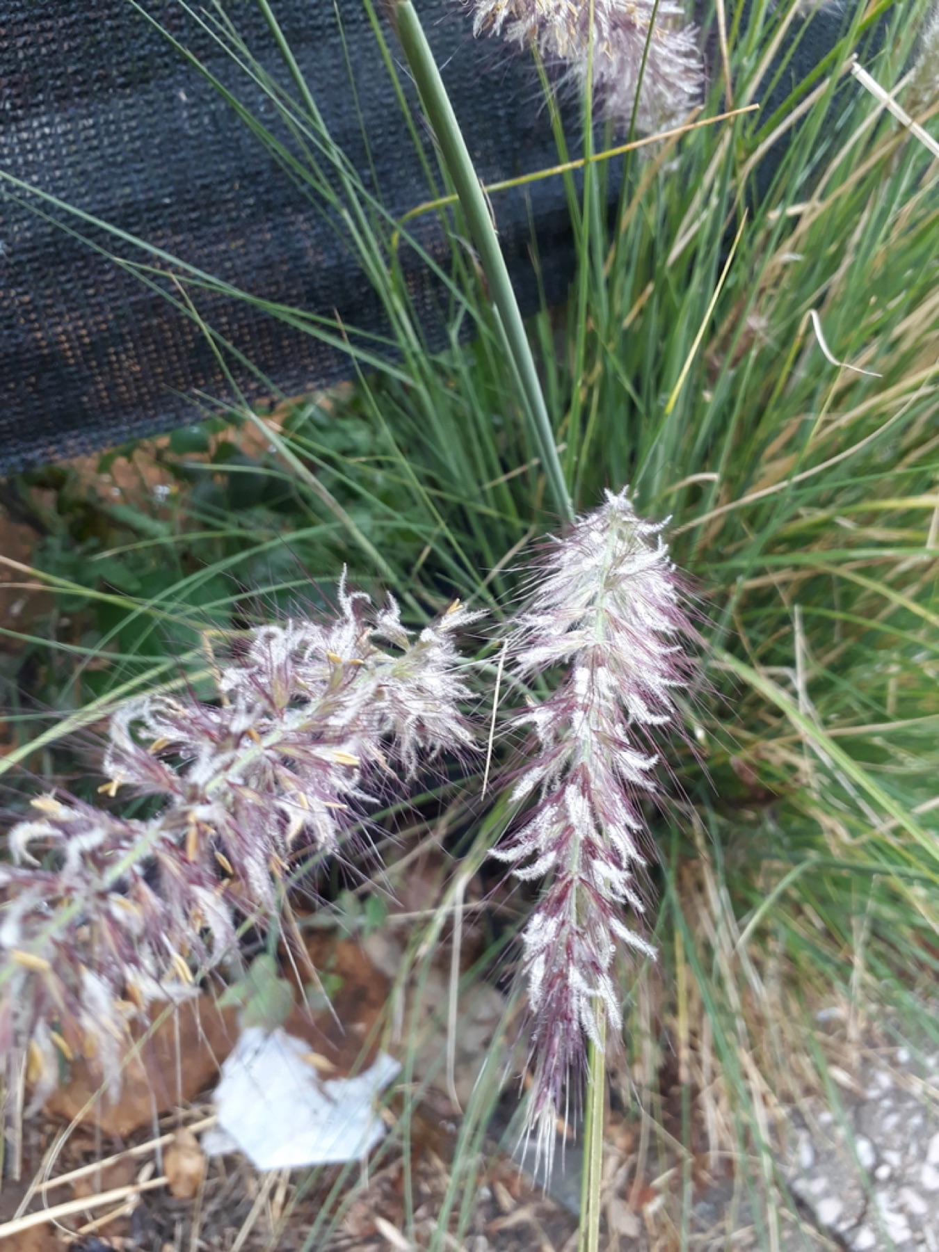 Fountain Grass — photo 6