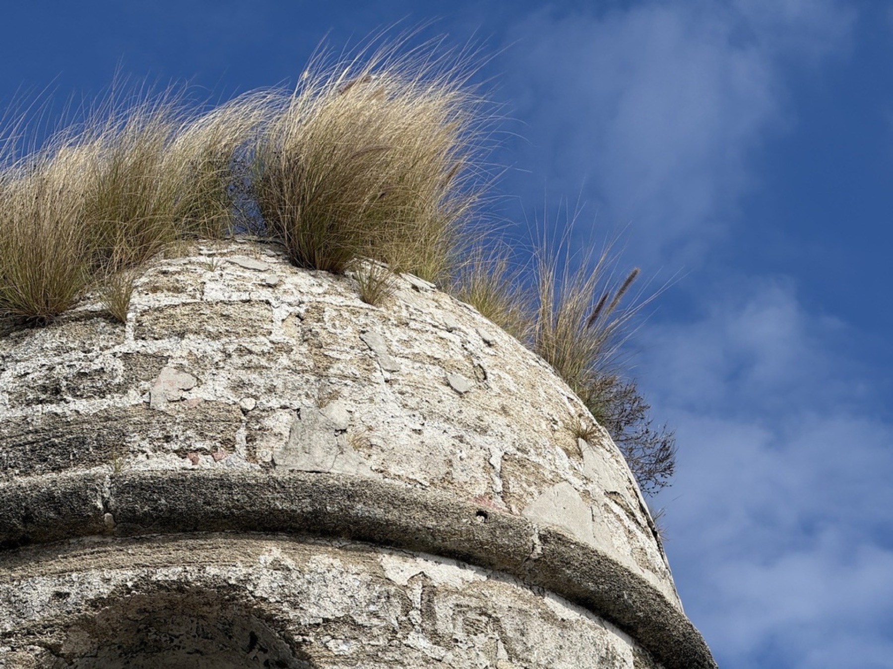 Fountain Grass — photo 7