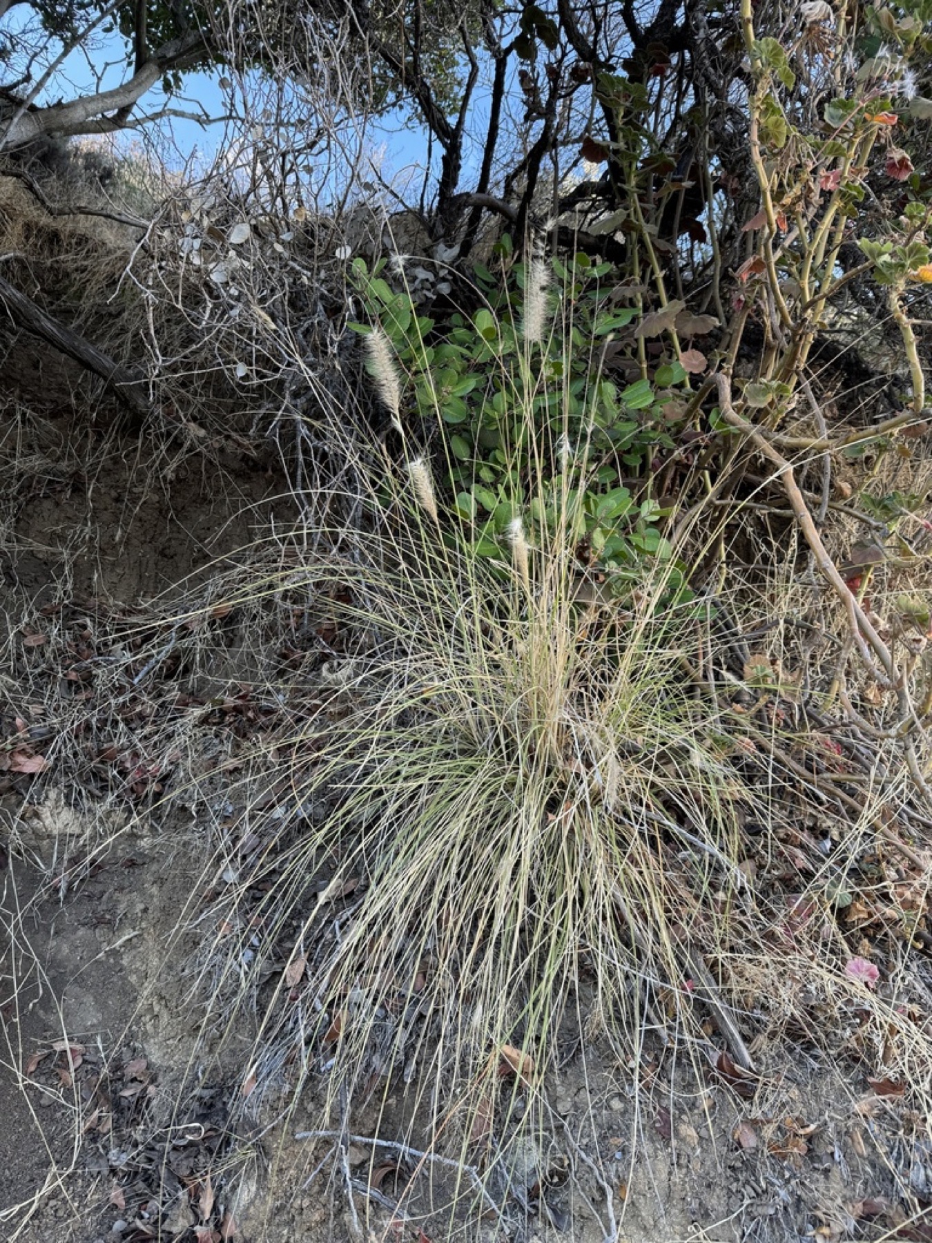 Fountain Grass — photo 9