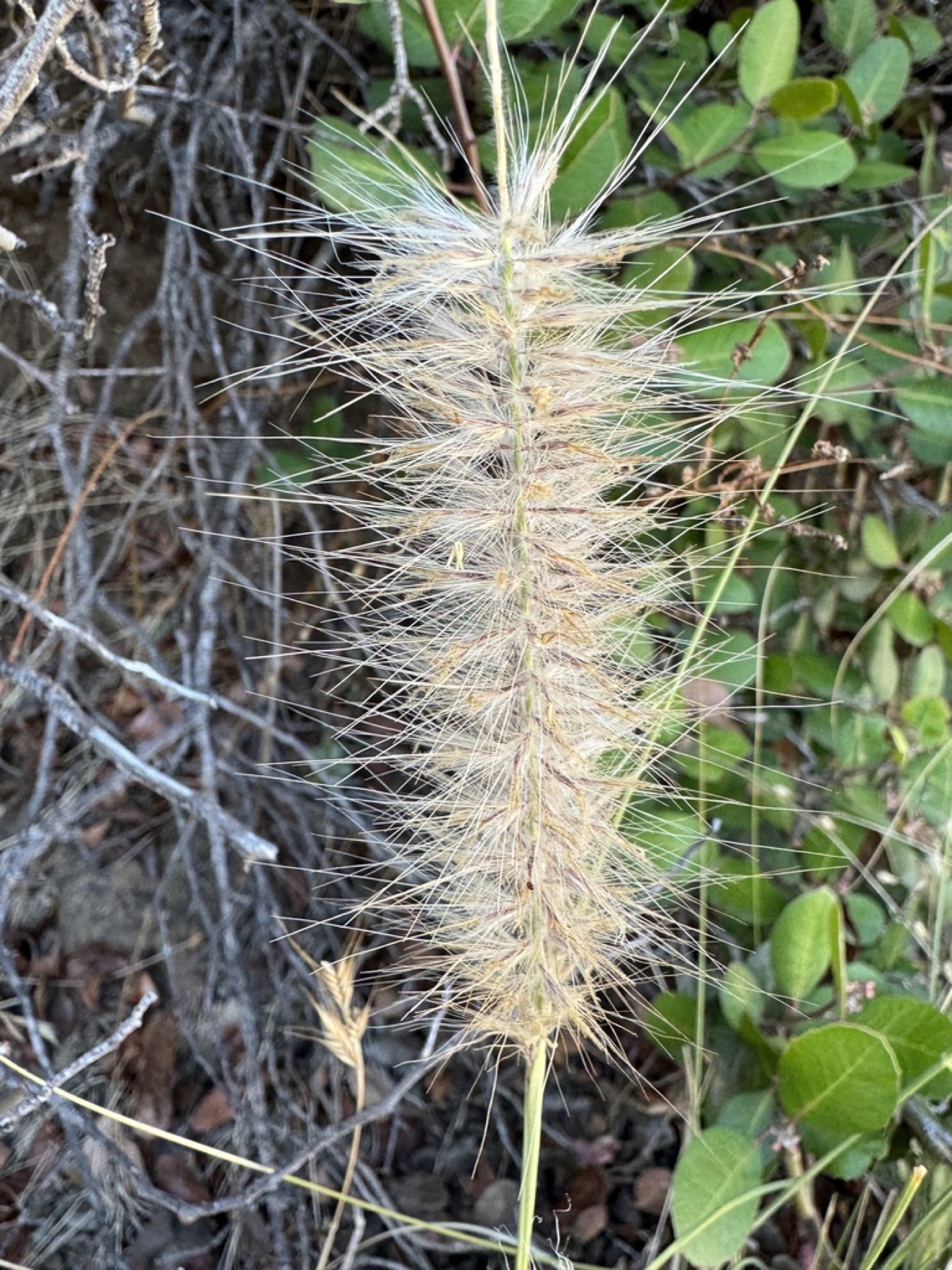Fountain Grass — photo 10
