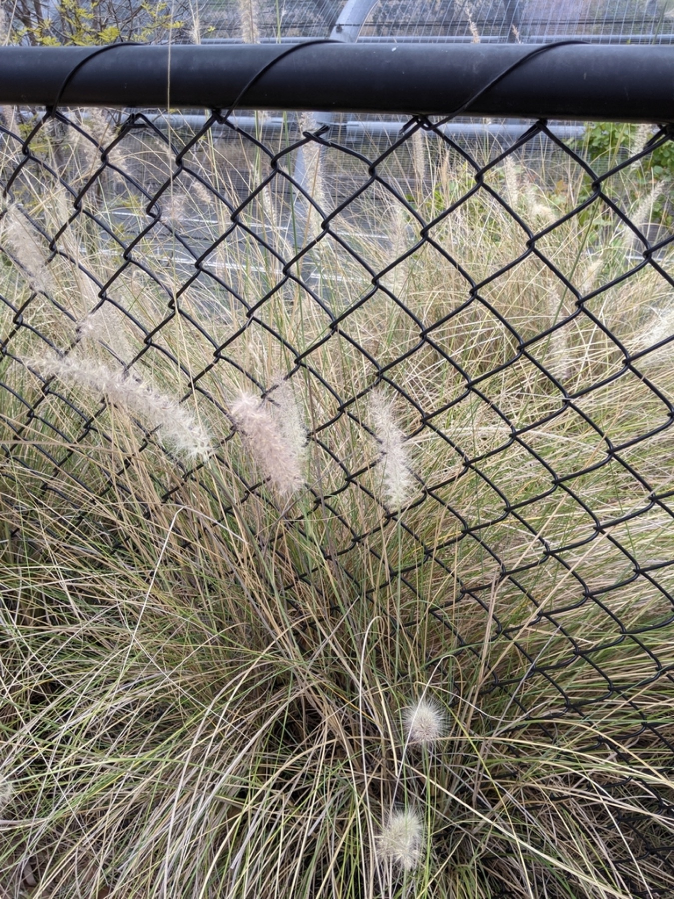 Fountain Grass — photo 11