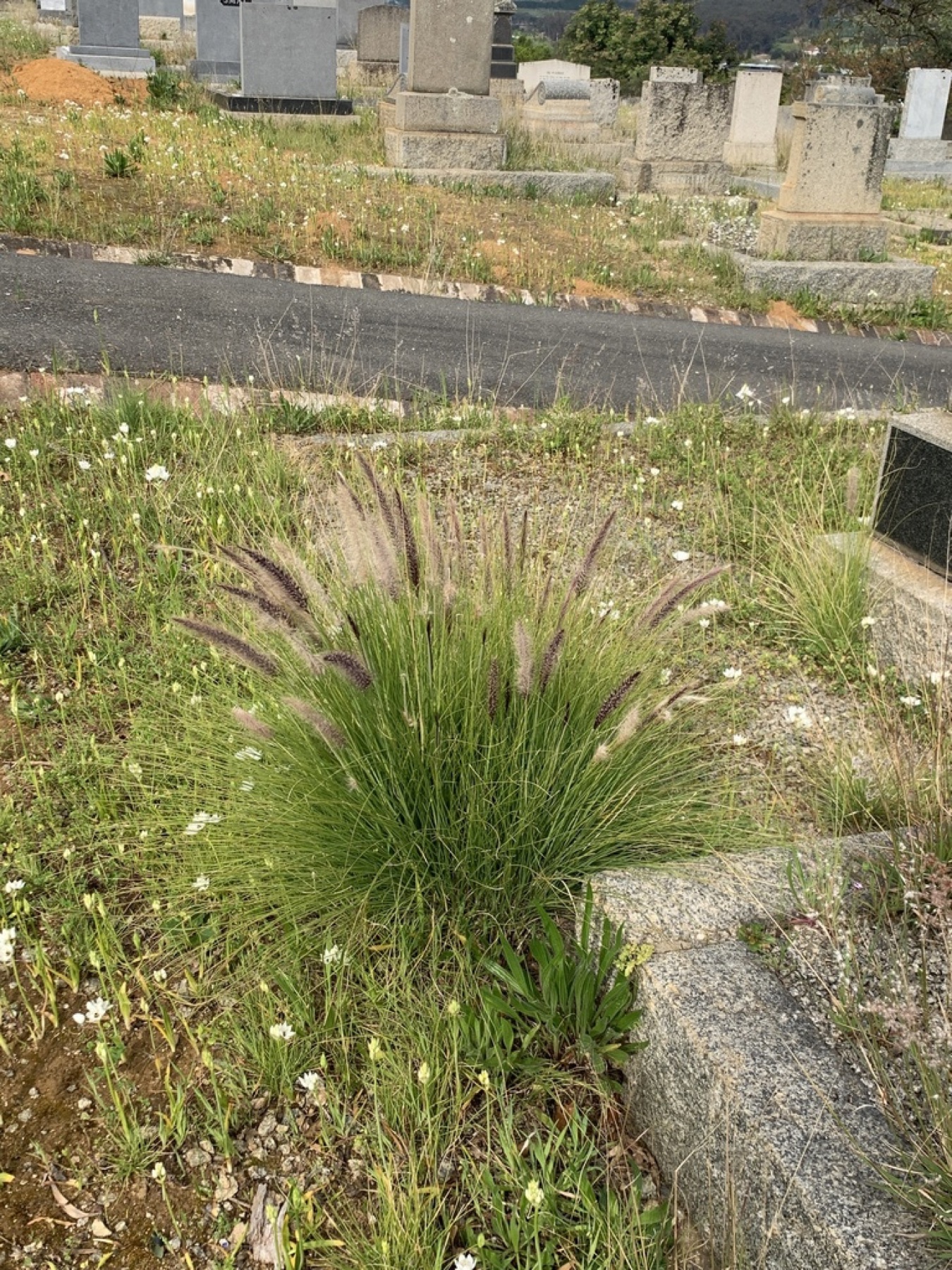 Fountain Grass — photo 12