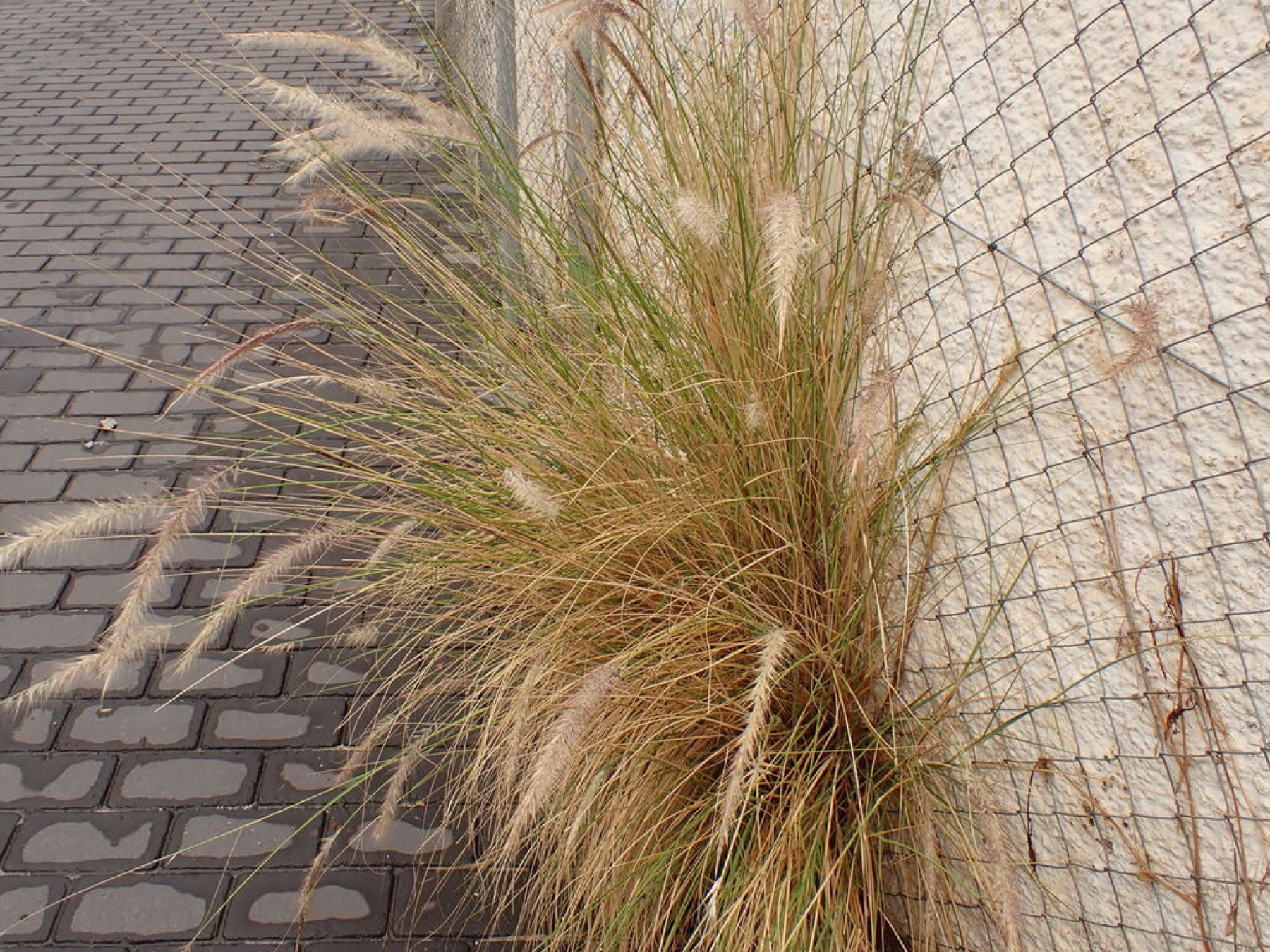 Fountain Grass — photo 13