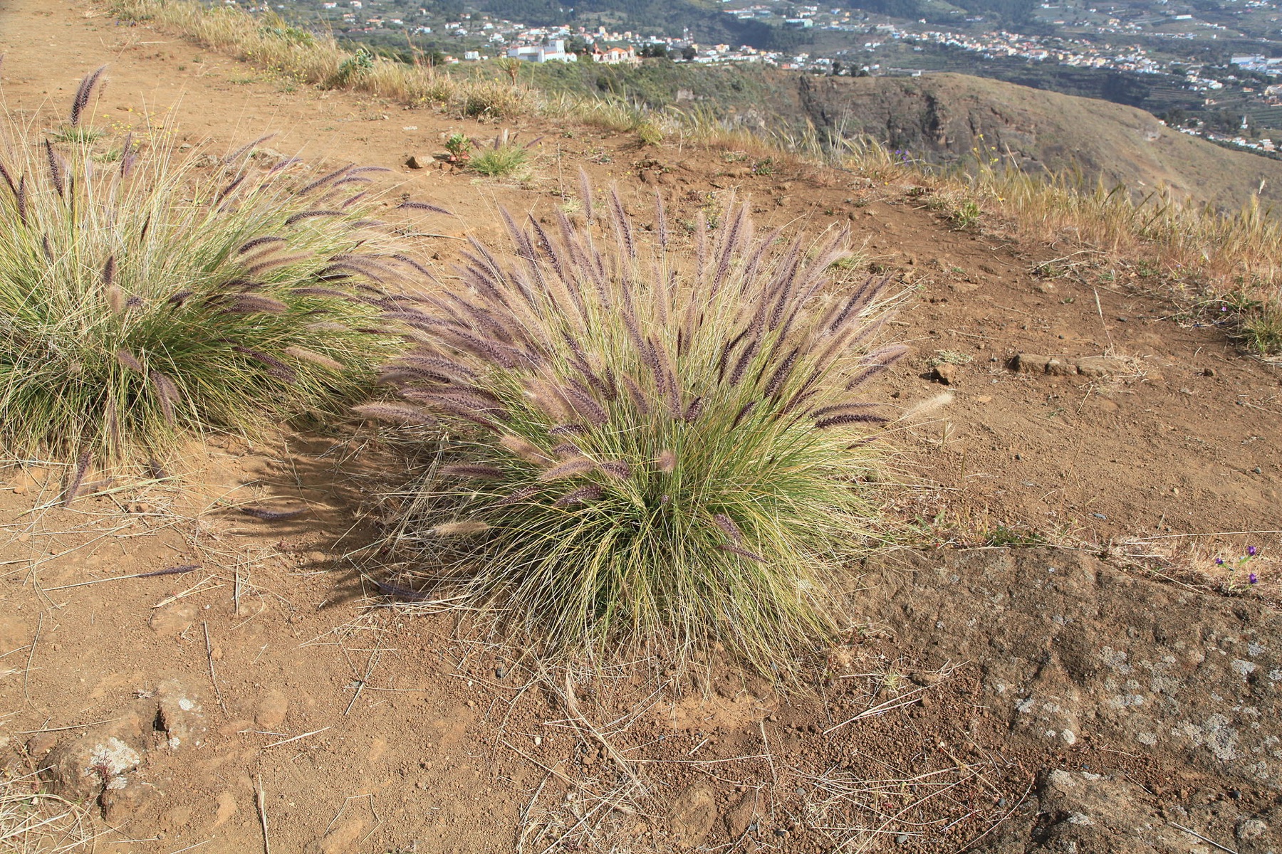 Fountain Grass — photo 14
