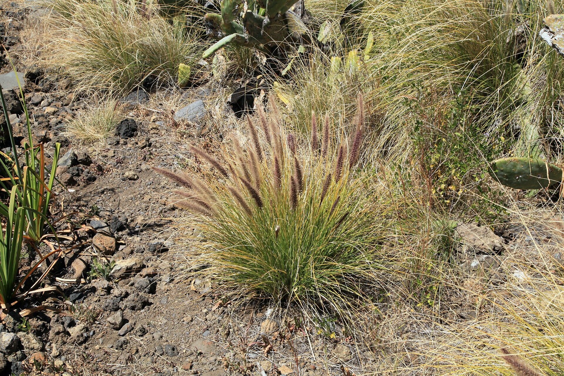 Fountain Grass — photo 15