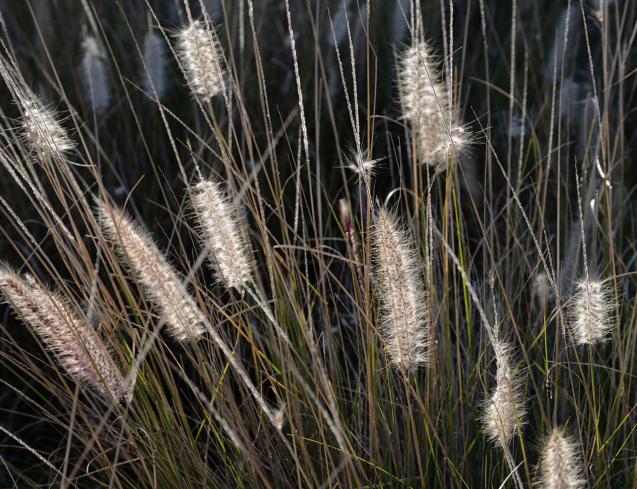 Fountain Grass — photo 22