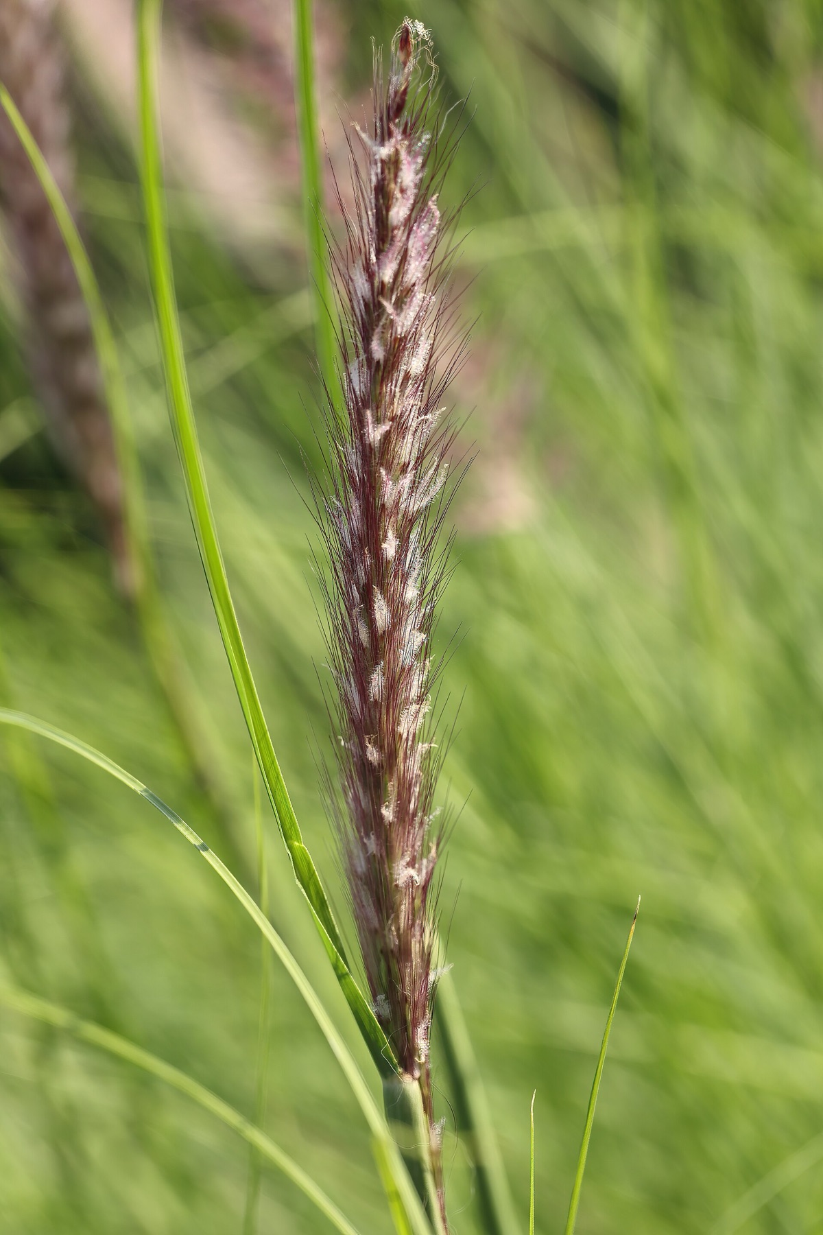 Fountain Grass — photo 16