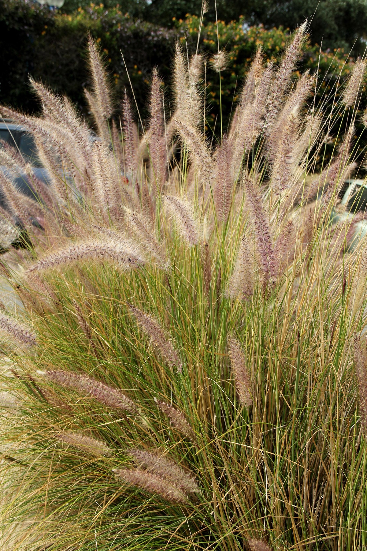 Fountain Grass — photo 17