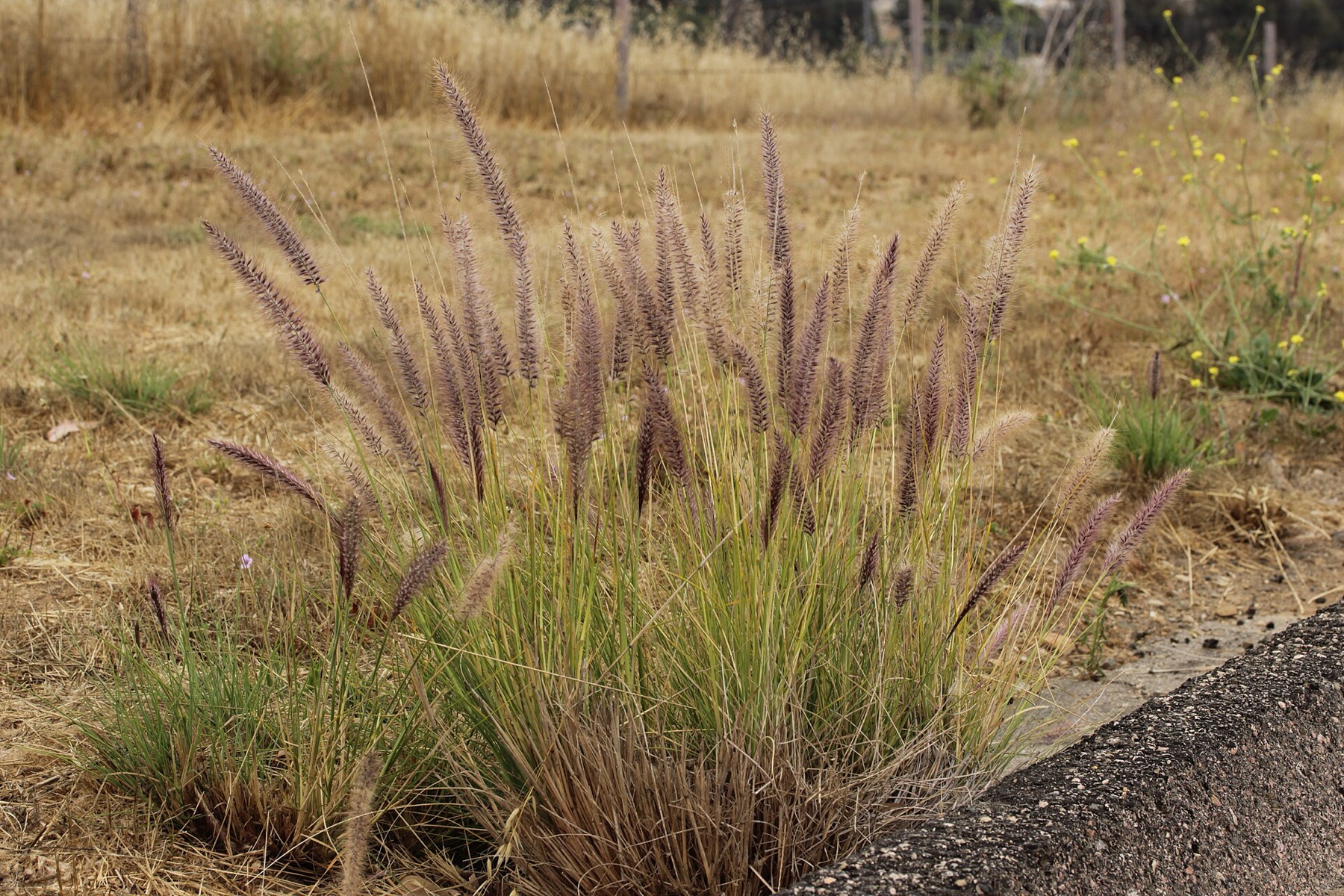 Fountain Grass — photo 18