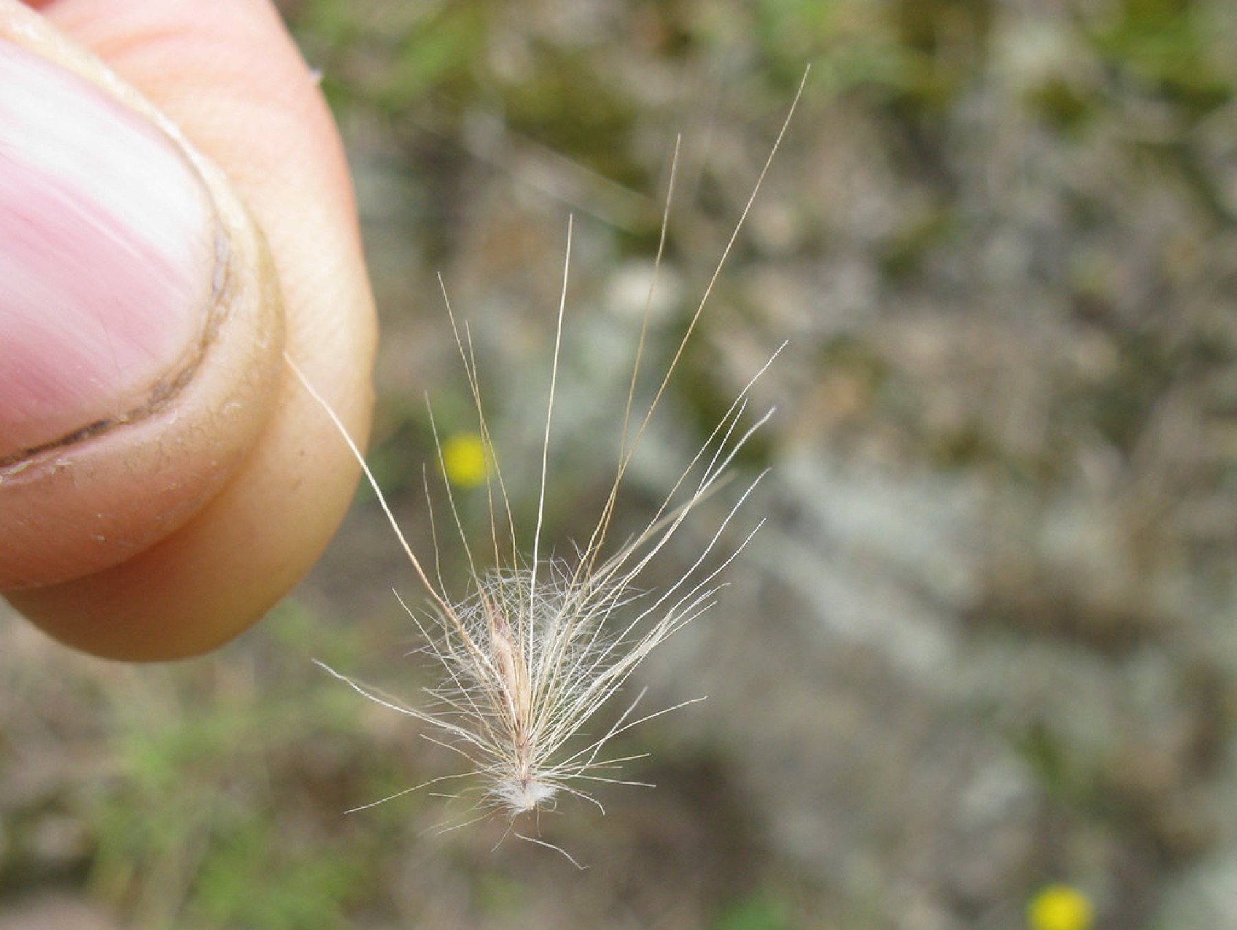 Fountain Grass — photo 19