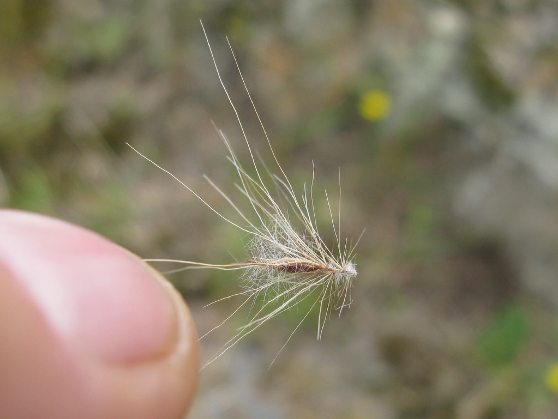 Fountain Grass — photo 20